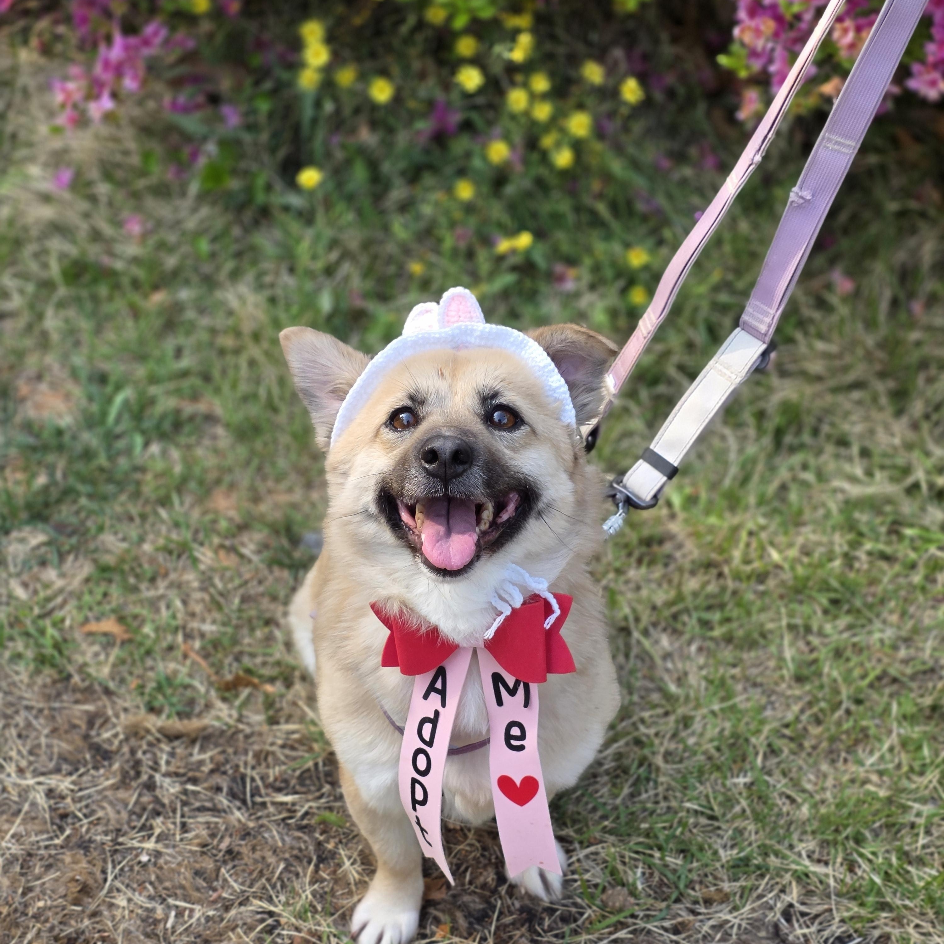 Udon , a ADOPTABLE mixed breed in Manchester , NH image 1/6