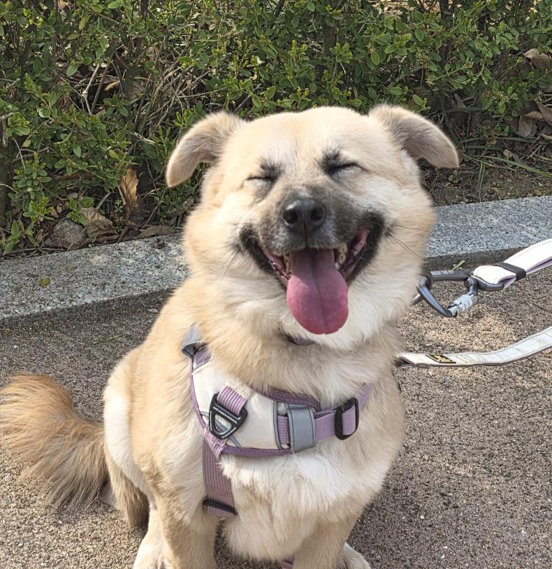 Udon , a ADOPTABLE mixed breed in Manchester , NH image 2/6