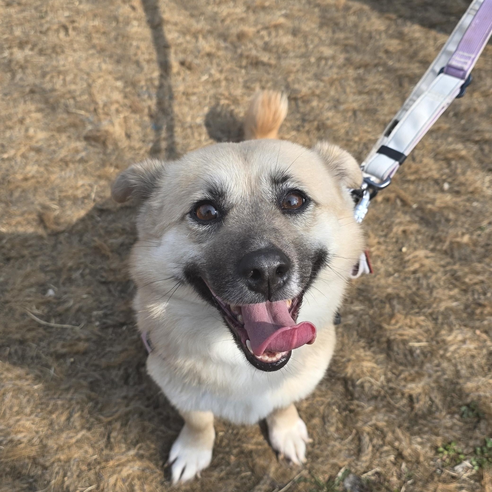 Udon , a ADOPTABLE mixed breed in Manchester , NH image 3/6
