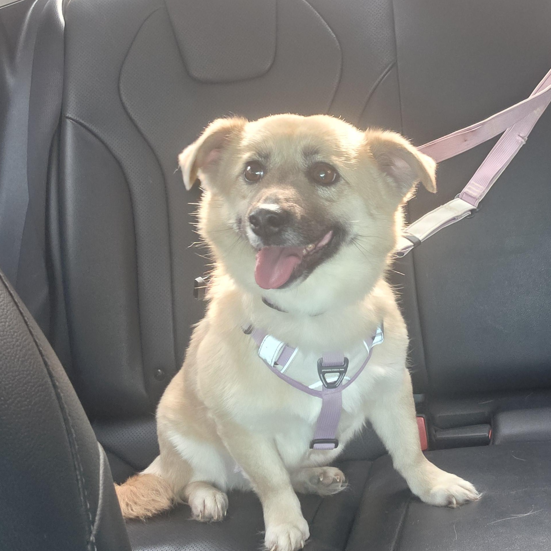Udon , a ADOPTABLE mixed breed in Manchester , NH image 5/6