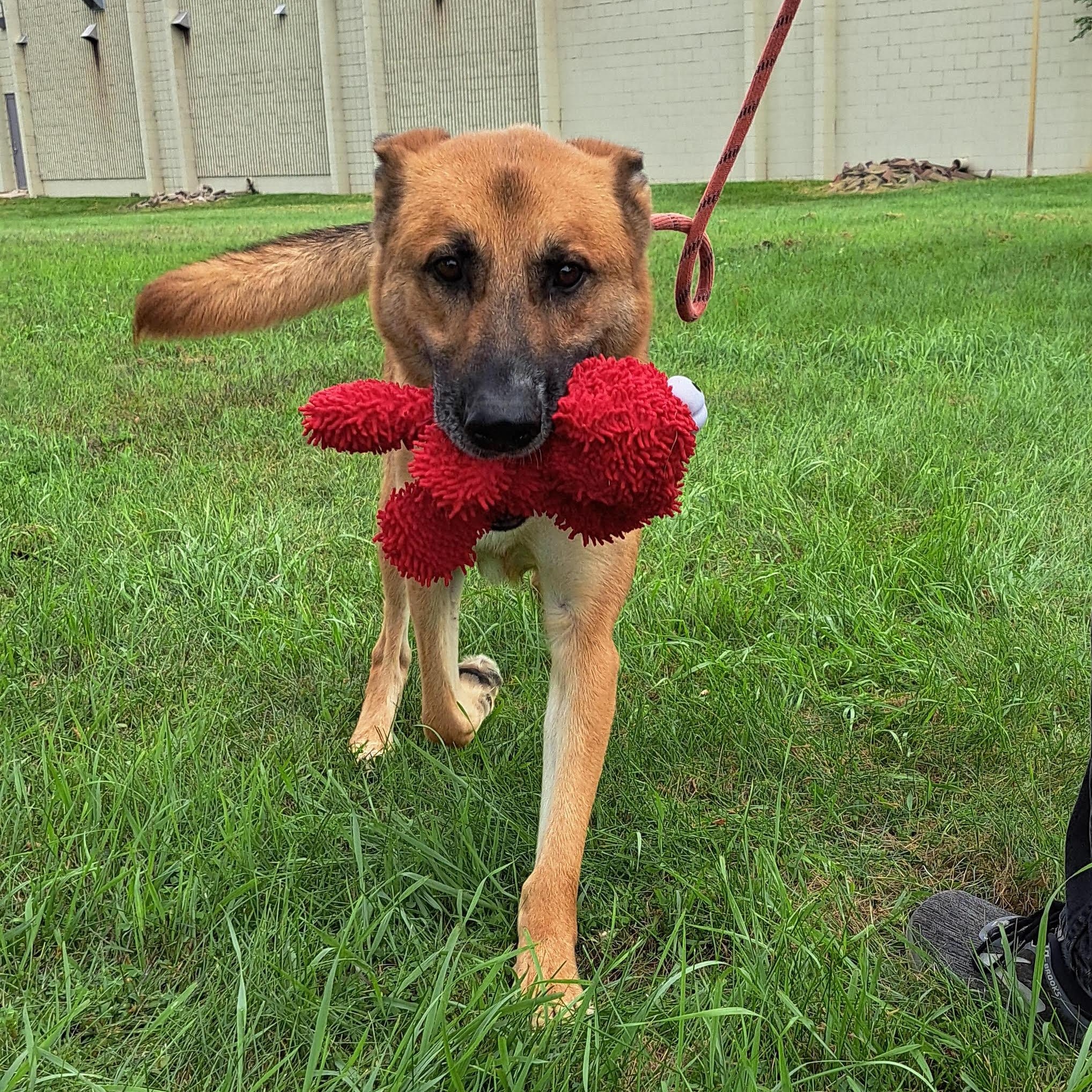 Hiccup, an adopted German Shepherd Dog in Storm Lake, IA image 3/3