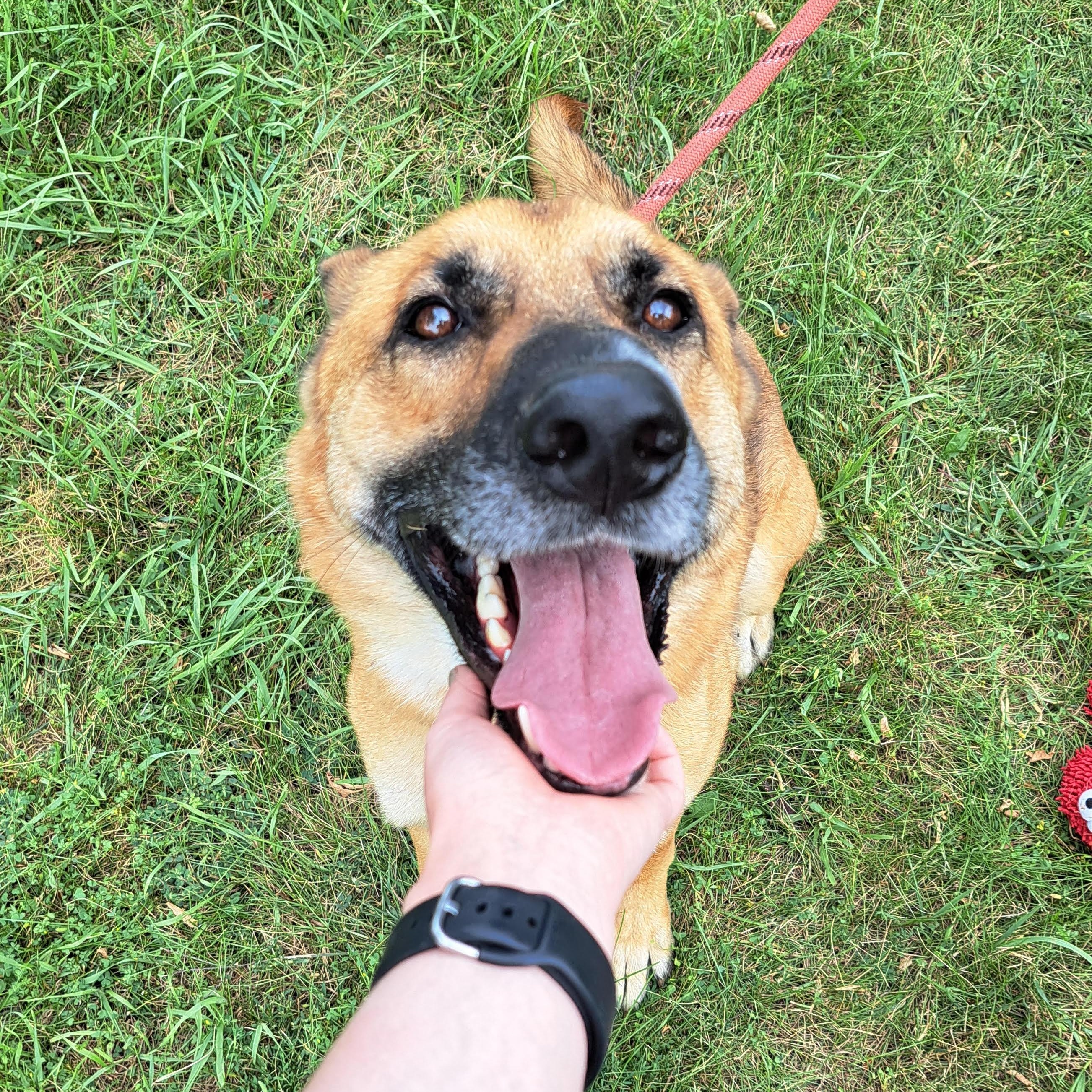Hiccup, an adopted German Shepherd Dog in Storm Lake, IA image 2/3