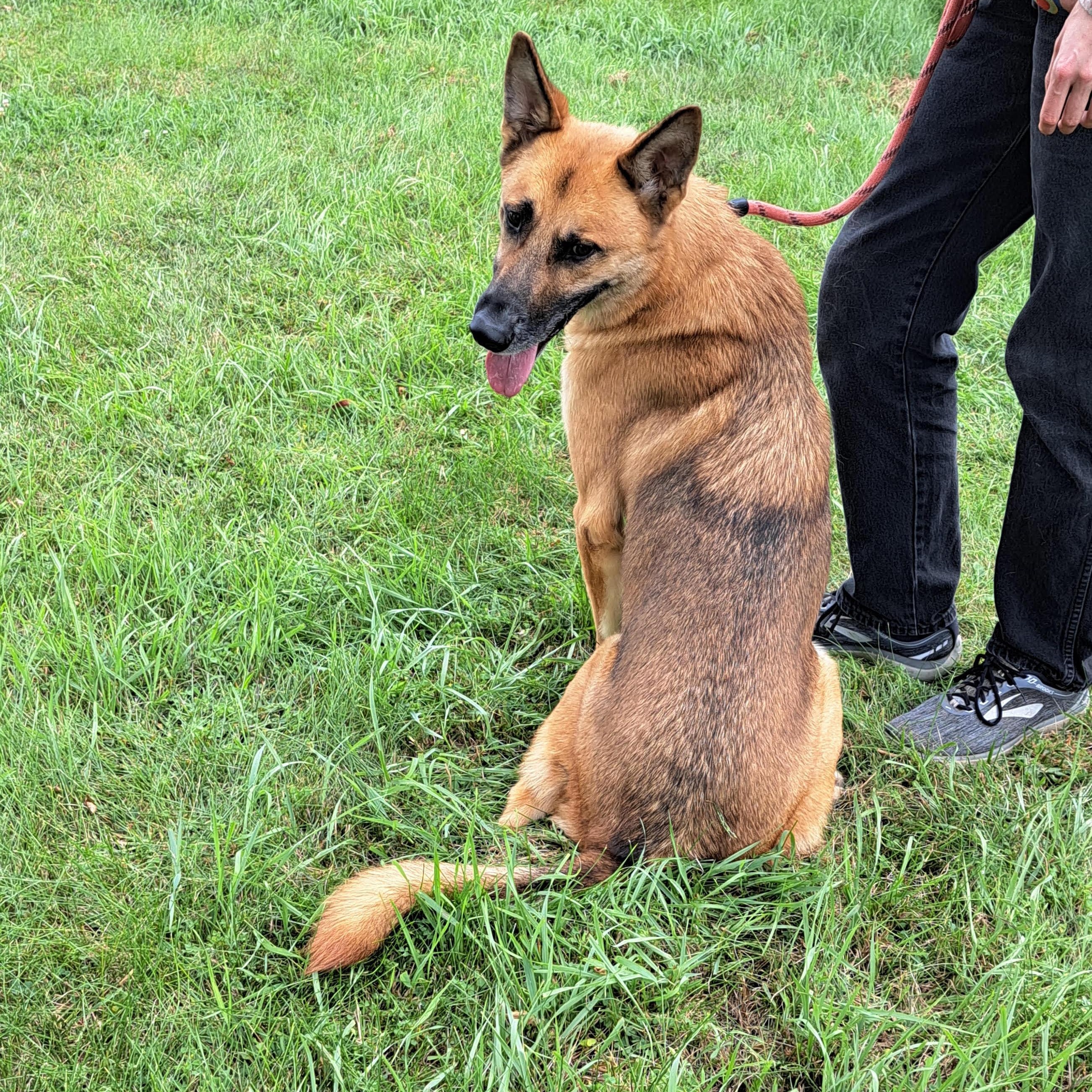 Hiccup, an adopted German Shepherd Dog in Storm Lake, IA image 1/3