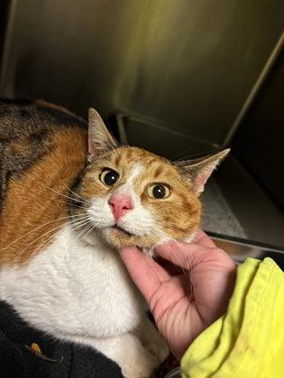 Enlarge Pumpkin Pie, a Adoptable mixed breed in South Bend, IN image 1/1