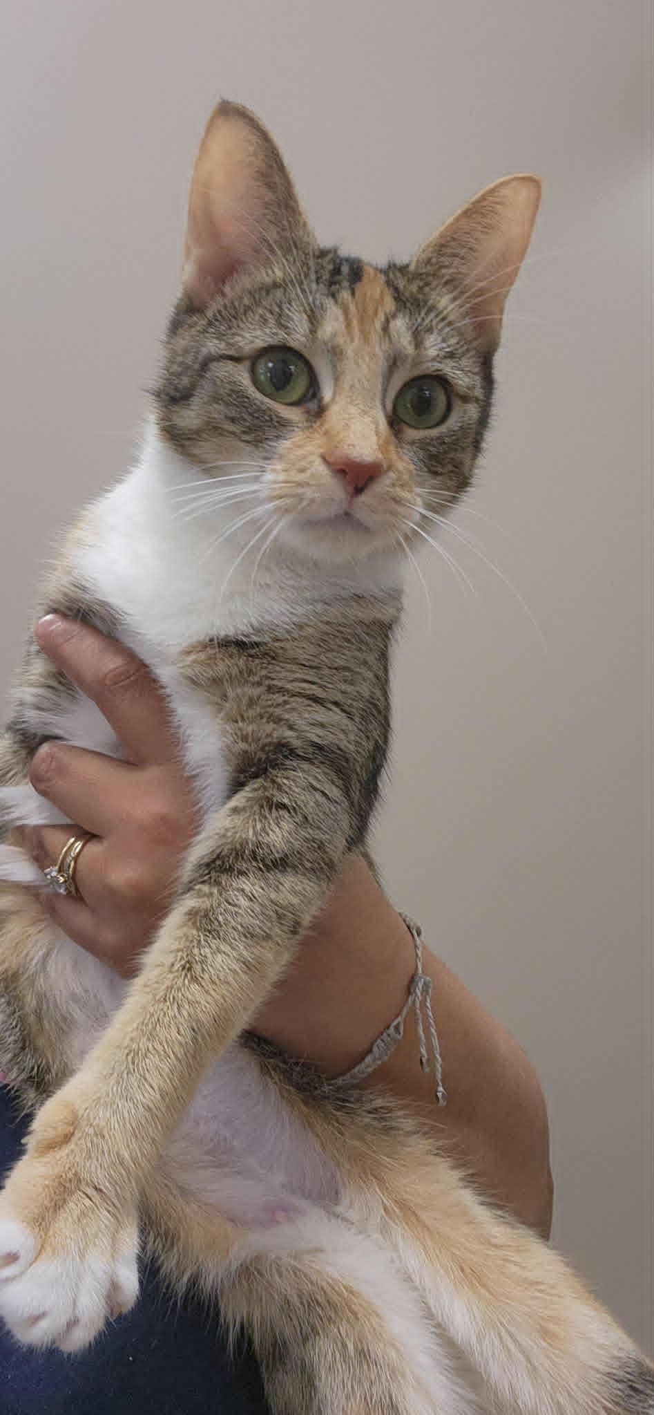 Layla, ADOPTABLE, Adult Female Domestic Short Hair.