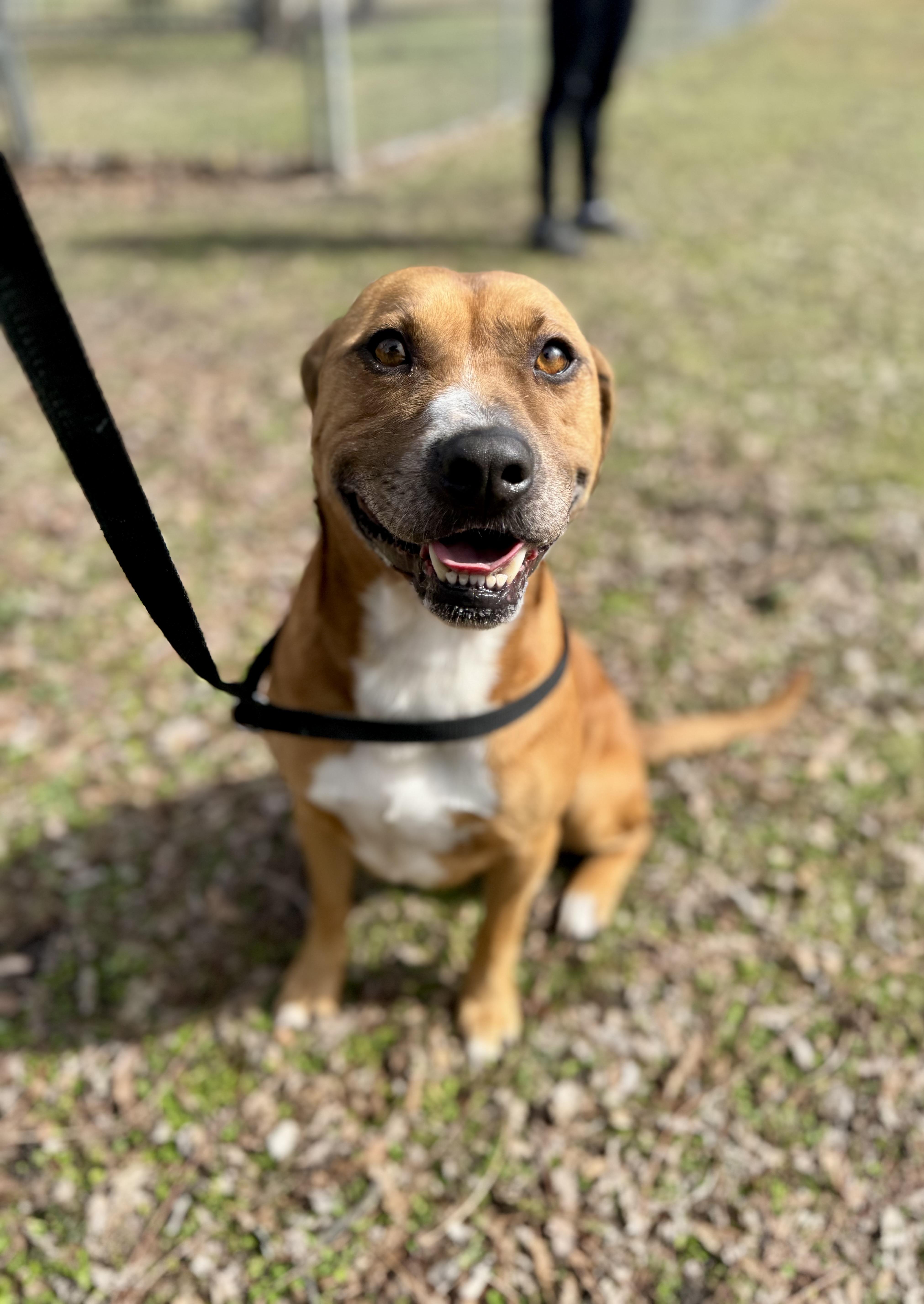 Kisses, ADOPTABLE, Adult Male Labrador Retriever & Redbone Coonhound.
