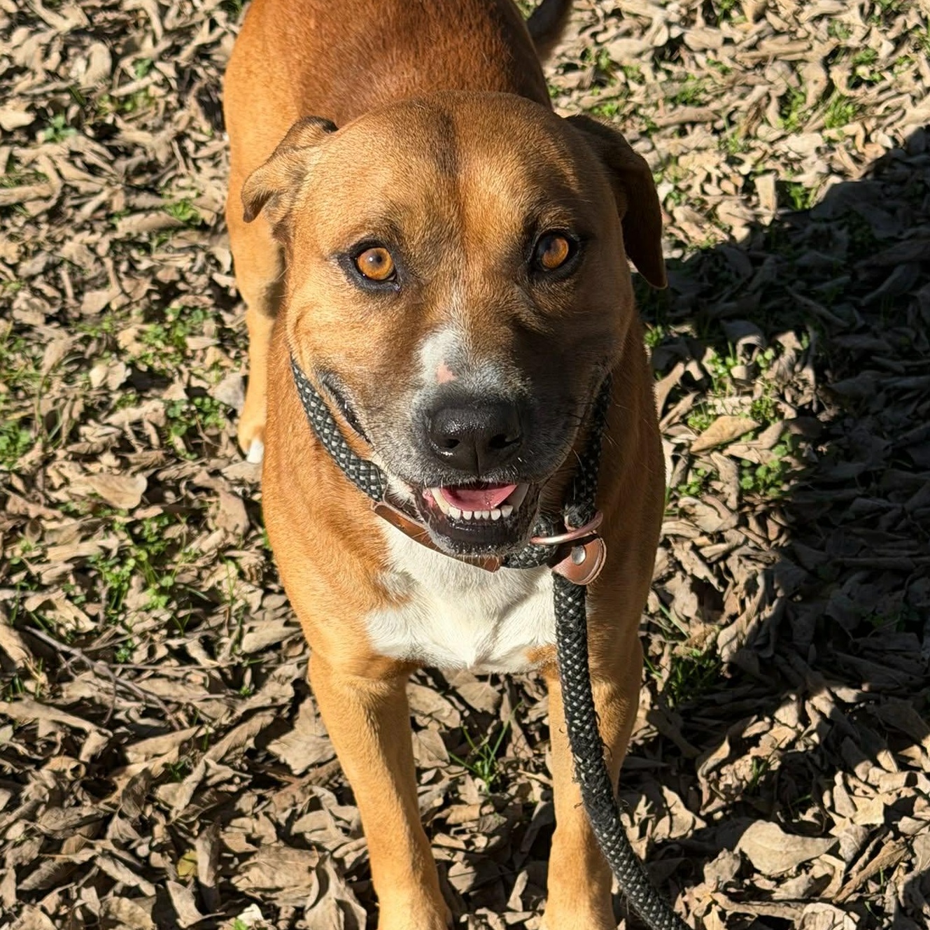 Kisses, ADOPTABLE, Adult Male Mixed Breed.