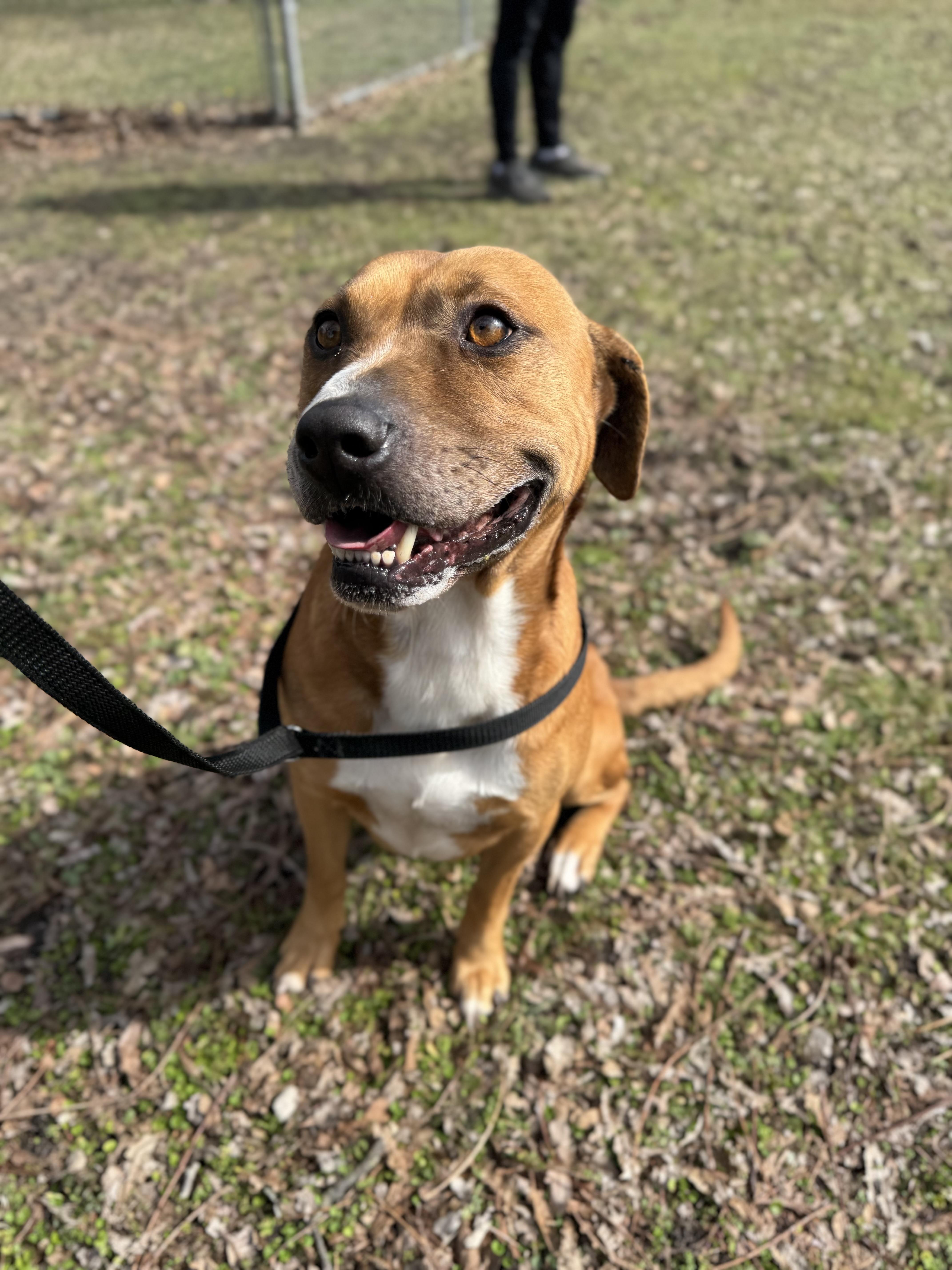 Enlarge Kisses, a ADOPTABLE mixed breed in Sherman, TX image 4/5