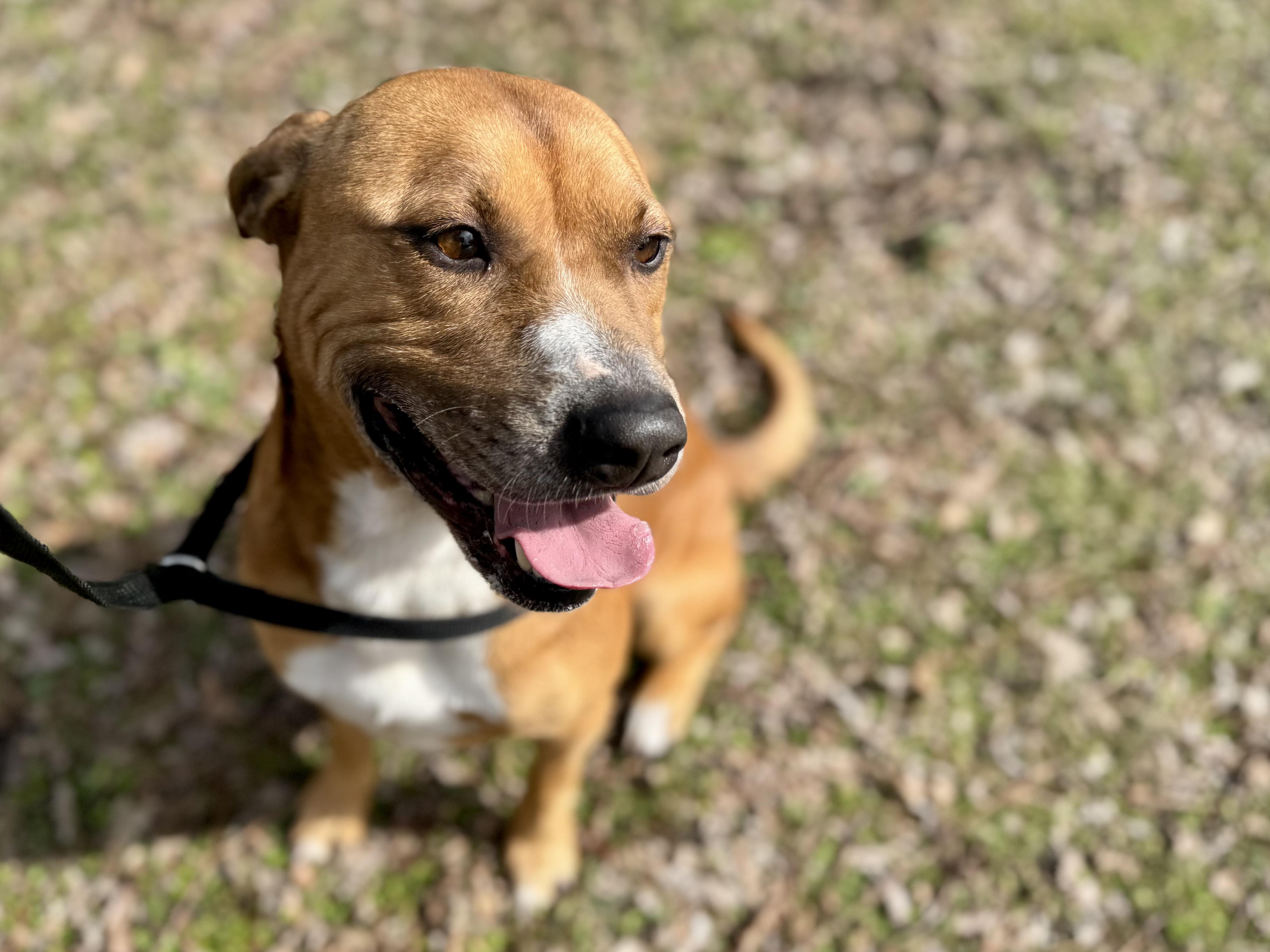 Enlarge Kisses, a ADOPTABLE mixed breed in Sherman, TX image 5/5