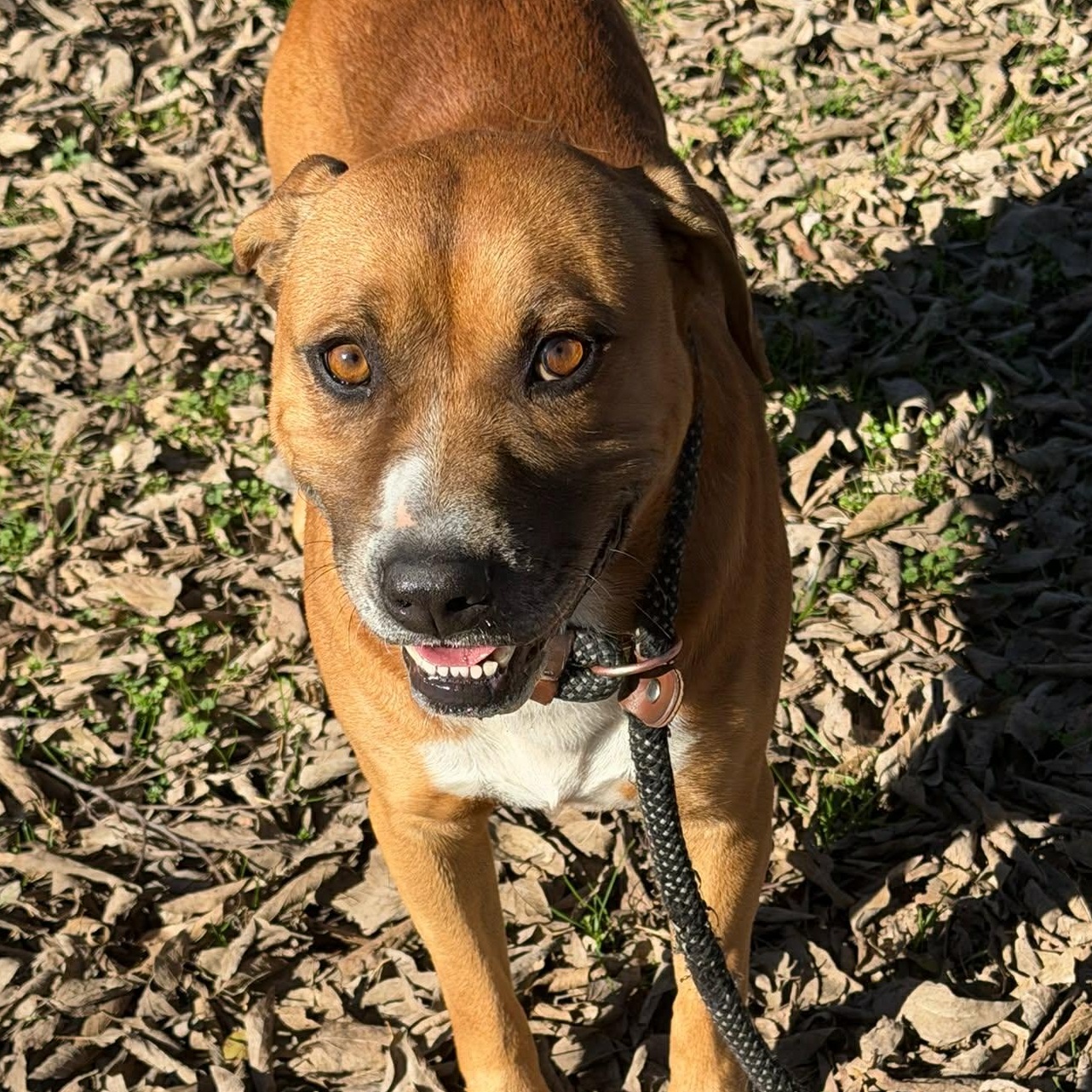 Enlarge Kisses, a ADOPTABLE Mixed Breed in Sherman, TX image 2/2