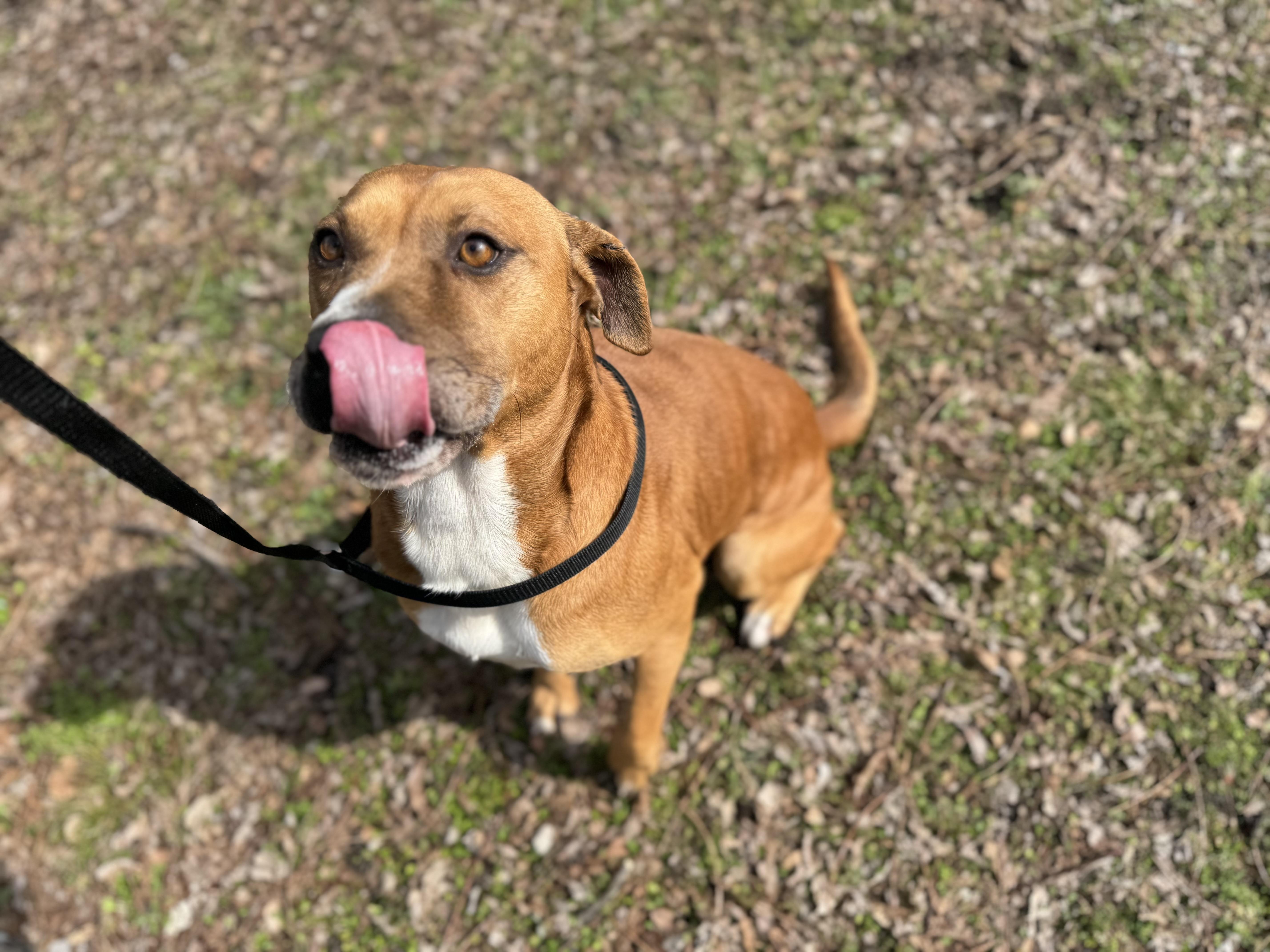 Enlarge Kisses, a ADOPTABLE mixed breed in Sherman, TX image 2/5