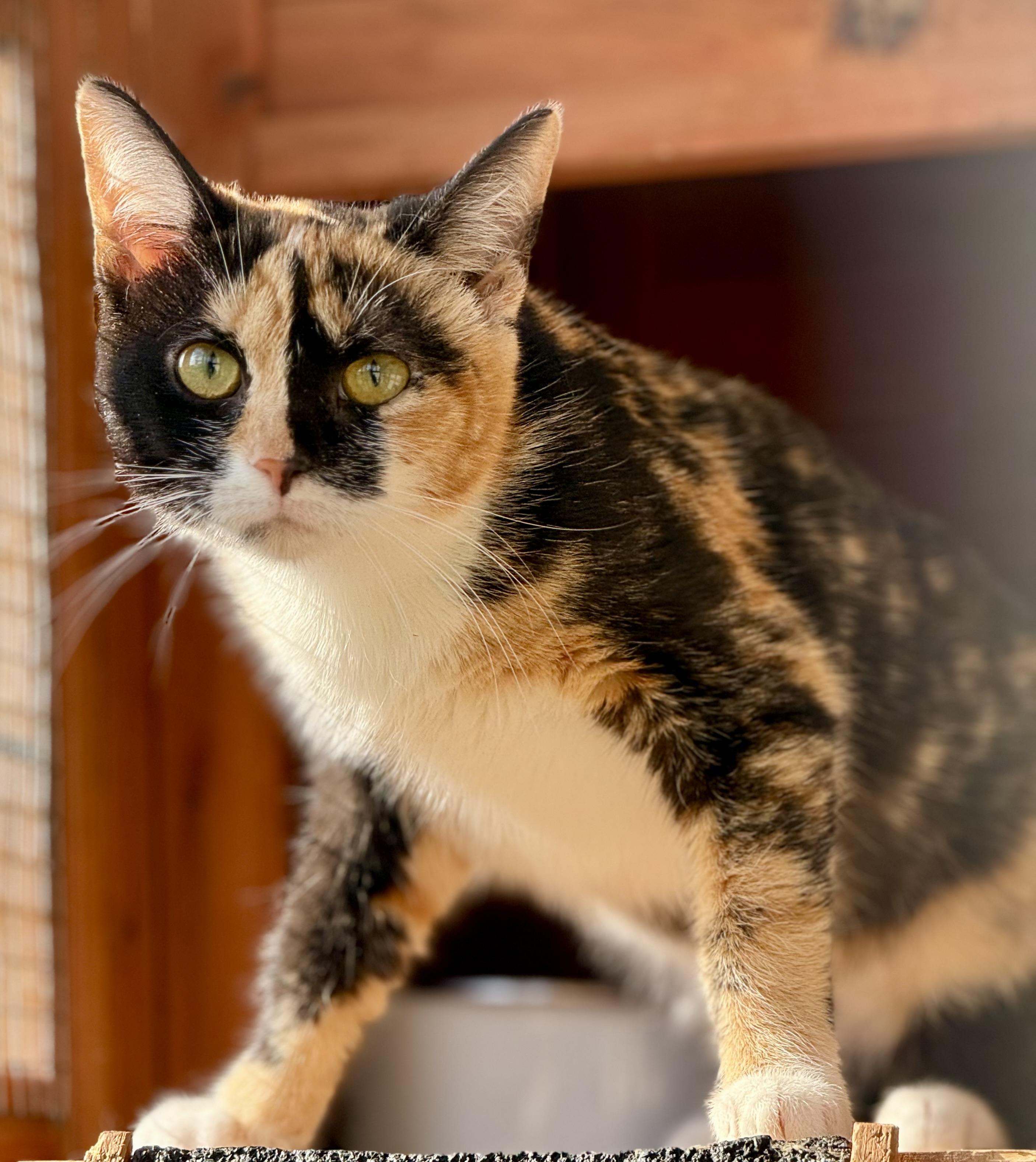 Enlarge Fancy, a Adoptable Calico in Johnson City, TN image 1/4