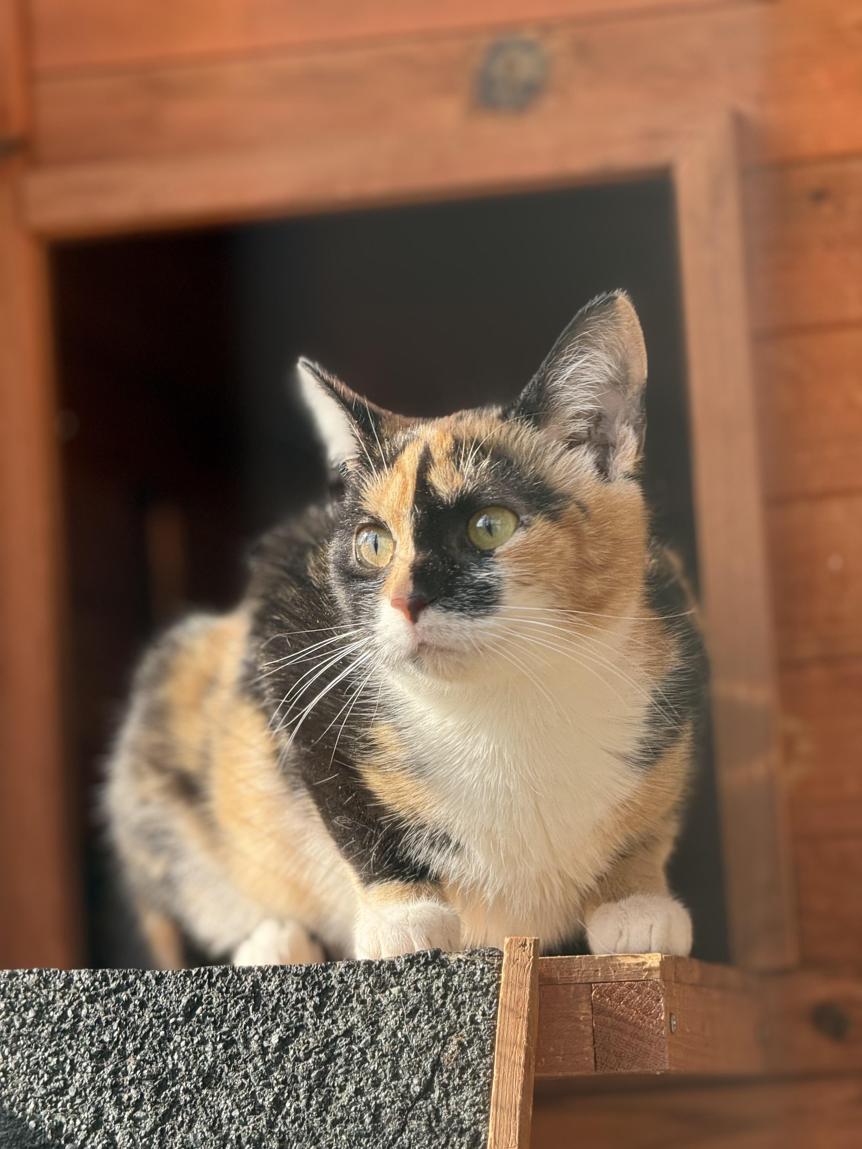 Enlarge Fancy, a Adoptable Calico in Johnson City, TN image 3/4