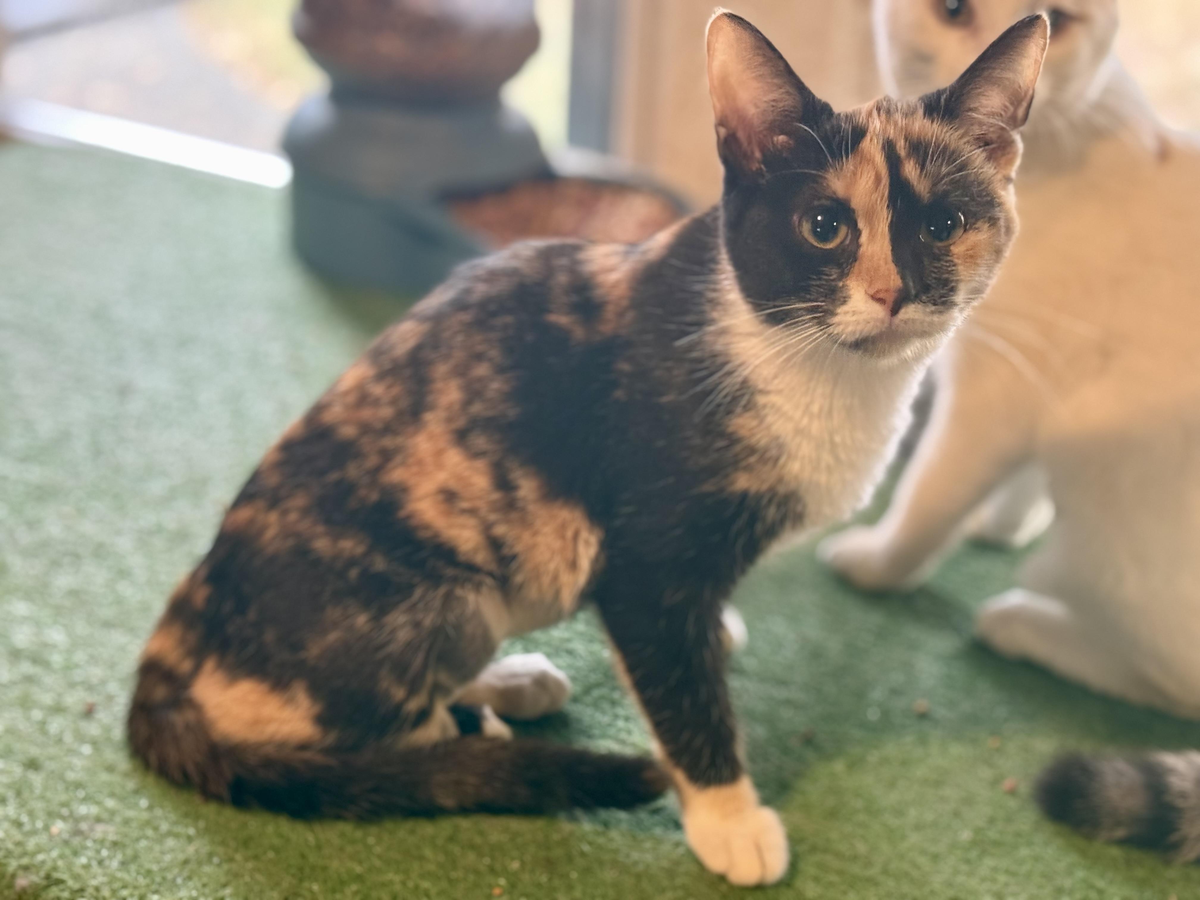 Fancy, Adoptable, Kitten Female Calico.