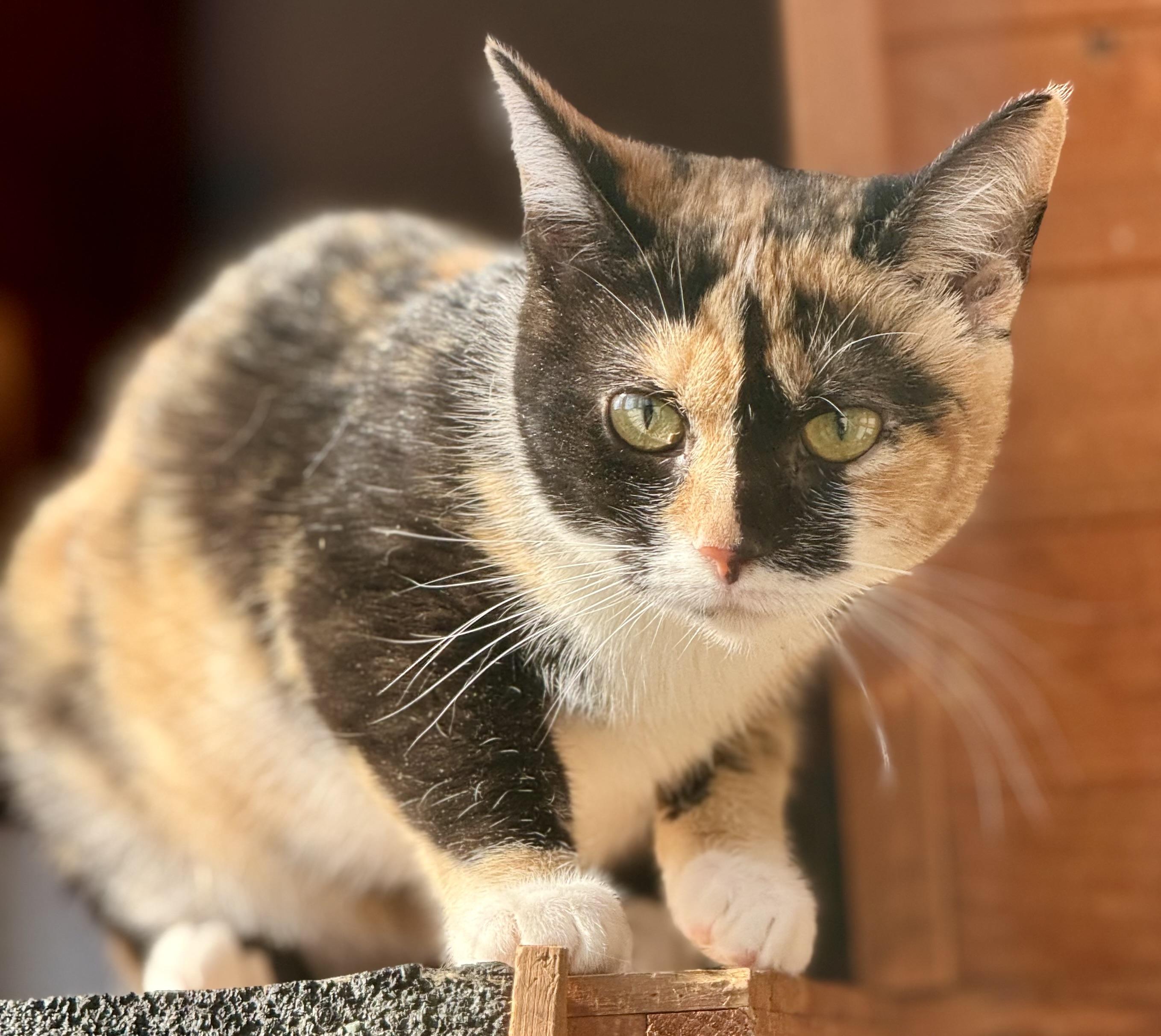 Enlarge Fancy, a Adoptable Calico in Johnson City, TN image 2/4