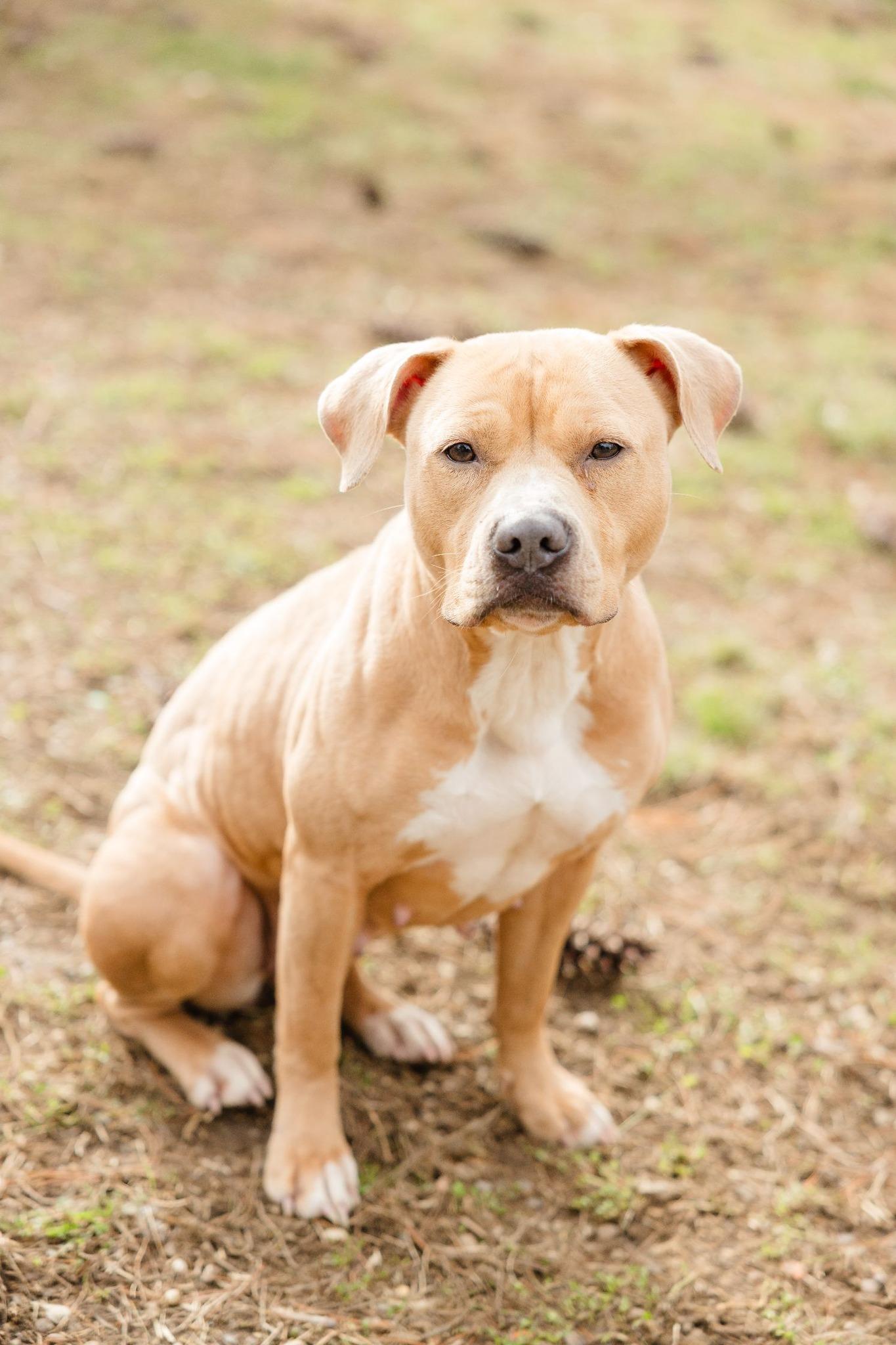 Enlarge Jolene, a ADOPTABLE mixed breed in Newburgh, IN image 1/1