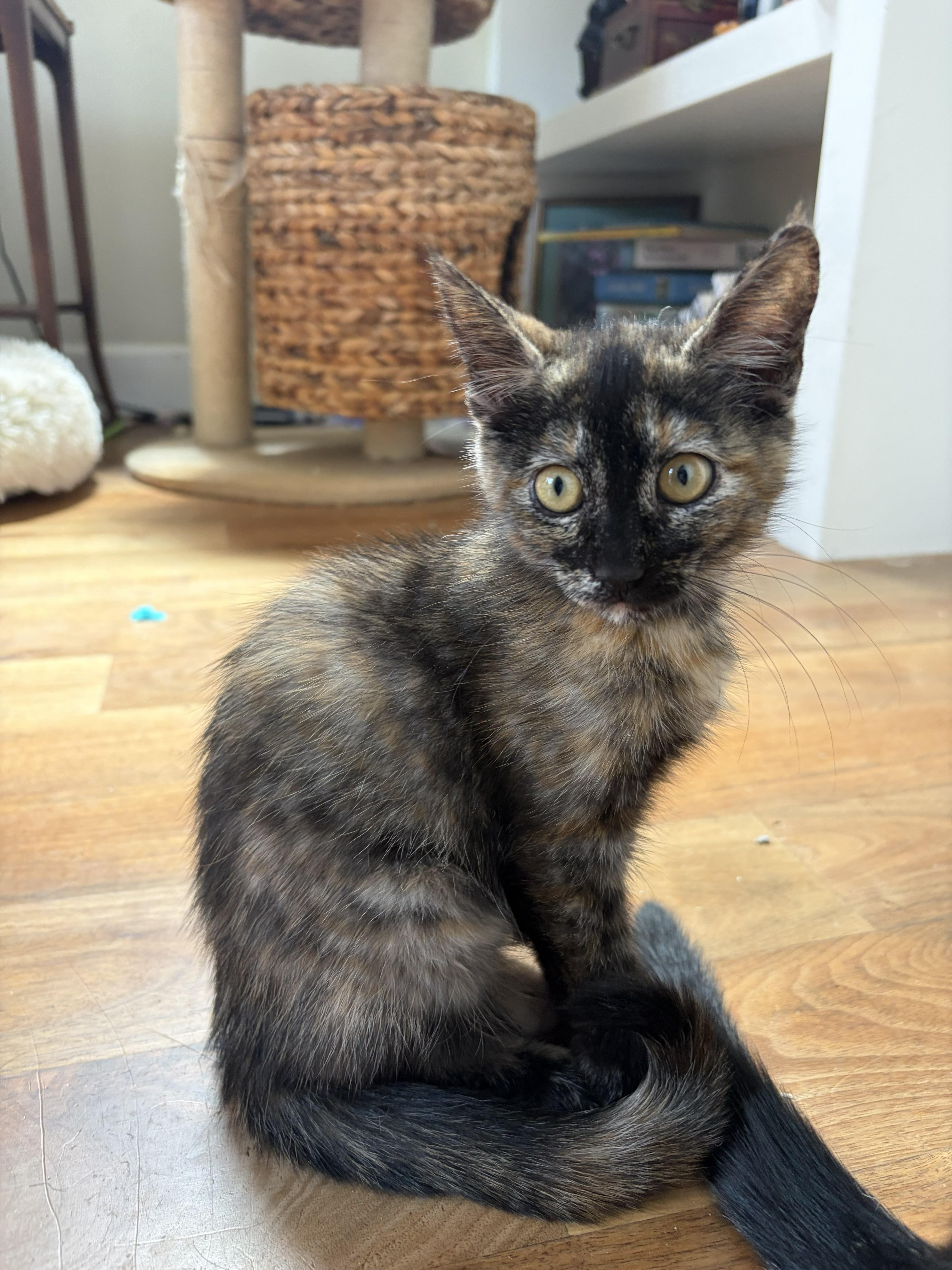 Poppy, Adoptable, Kitten Female Domestic Short Hair.