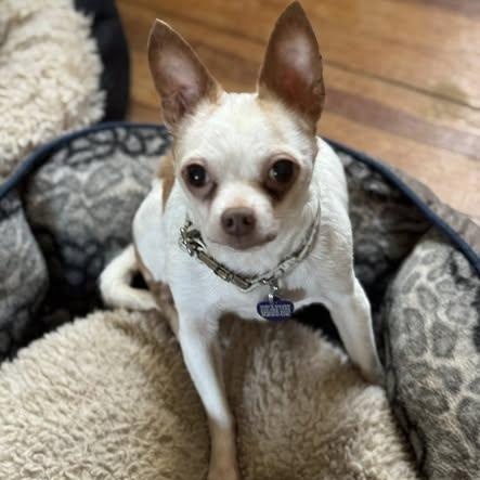 Enlarge Palmer, an adopted Chihuahua in Rockville, MD image 4/5