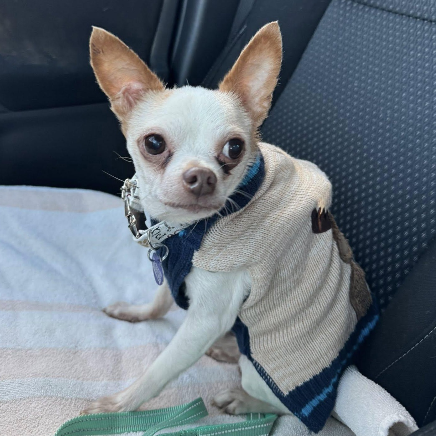 Palmer, adopted, Senior Male Chihuahua.