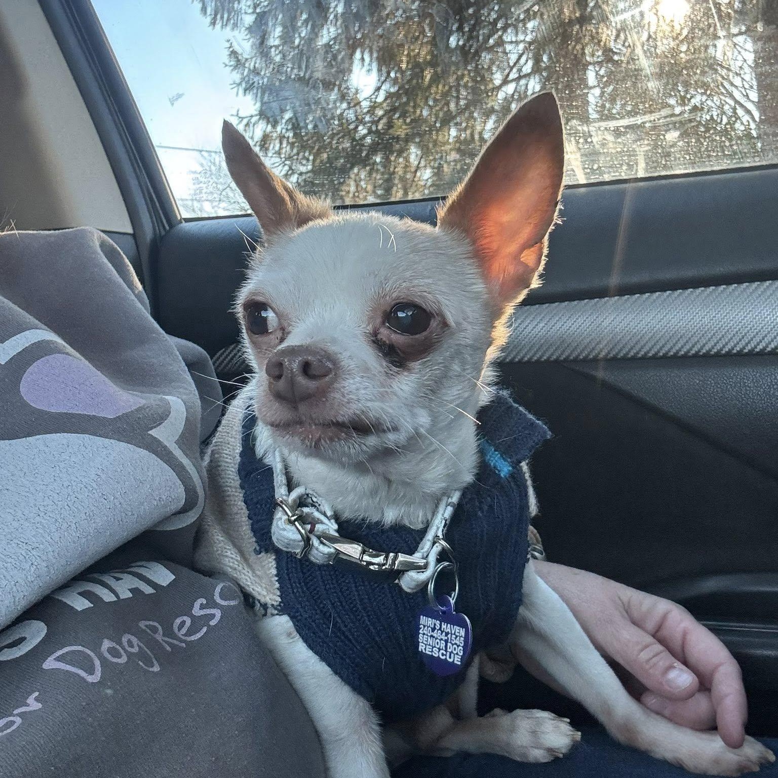 Enlarge Palmer, an adopted Chihuahua in Rockville, MD image 3/5