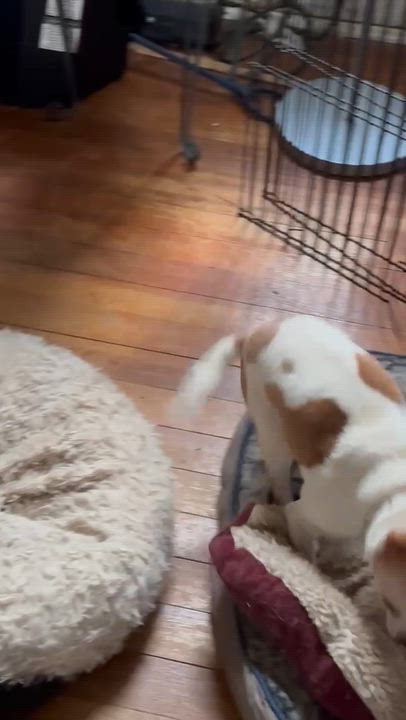 Enlarge Palmer, an adopted Chihuahua in Rockville, MD video 5/5