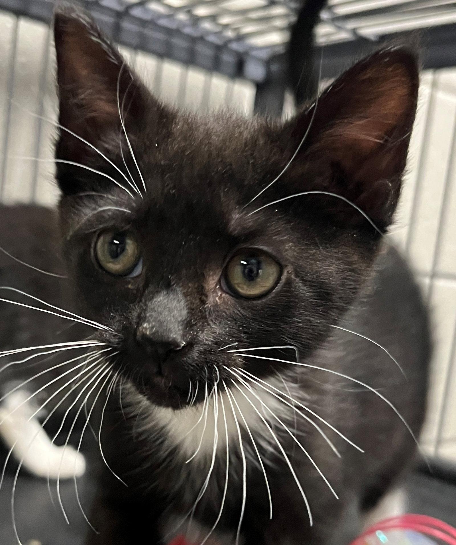 Narcissa, Adopted, Kitten Female Domestic Short Hair.