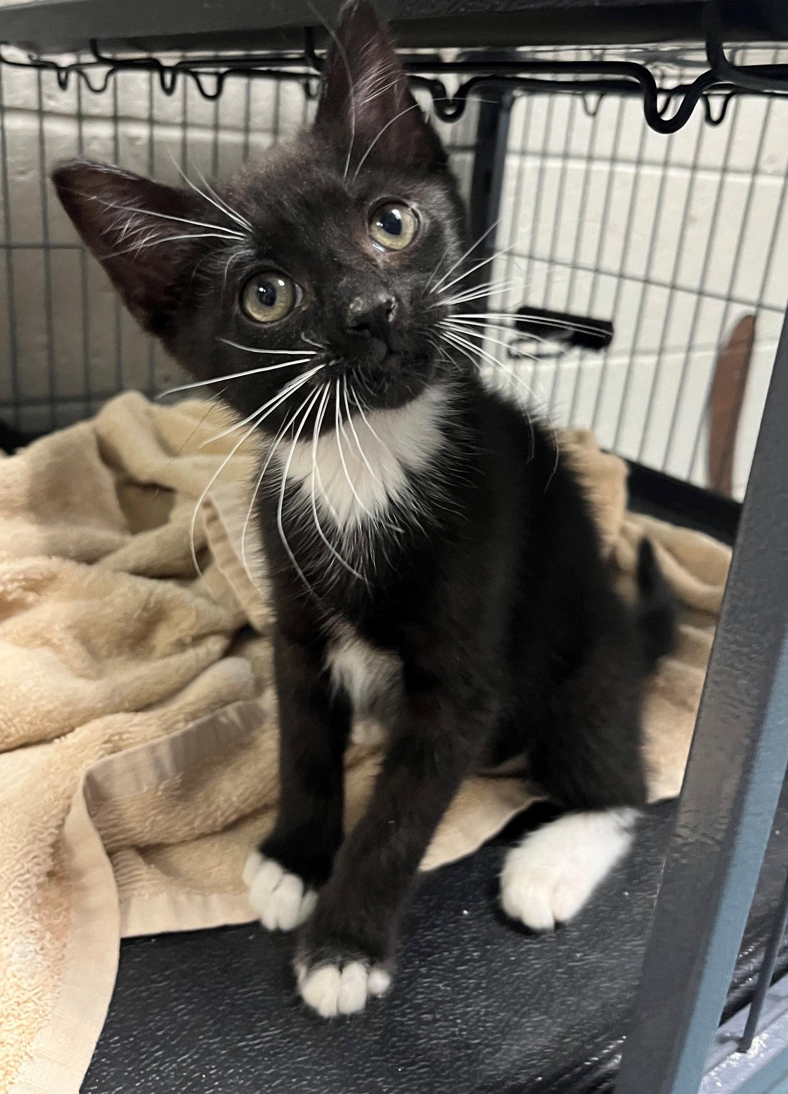 Narcissa, a Adopted Domestic Short Hair in Carrollton, GA image 2/3