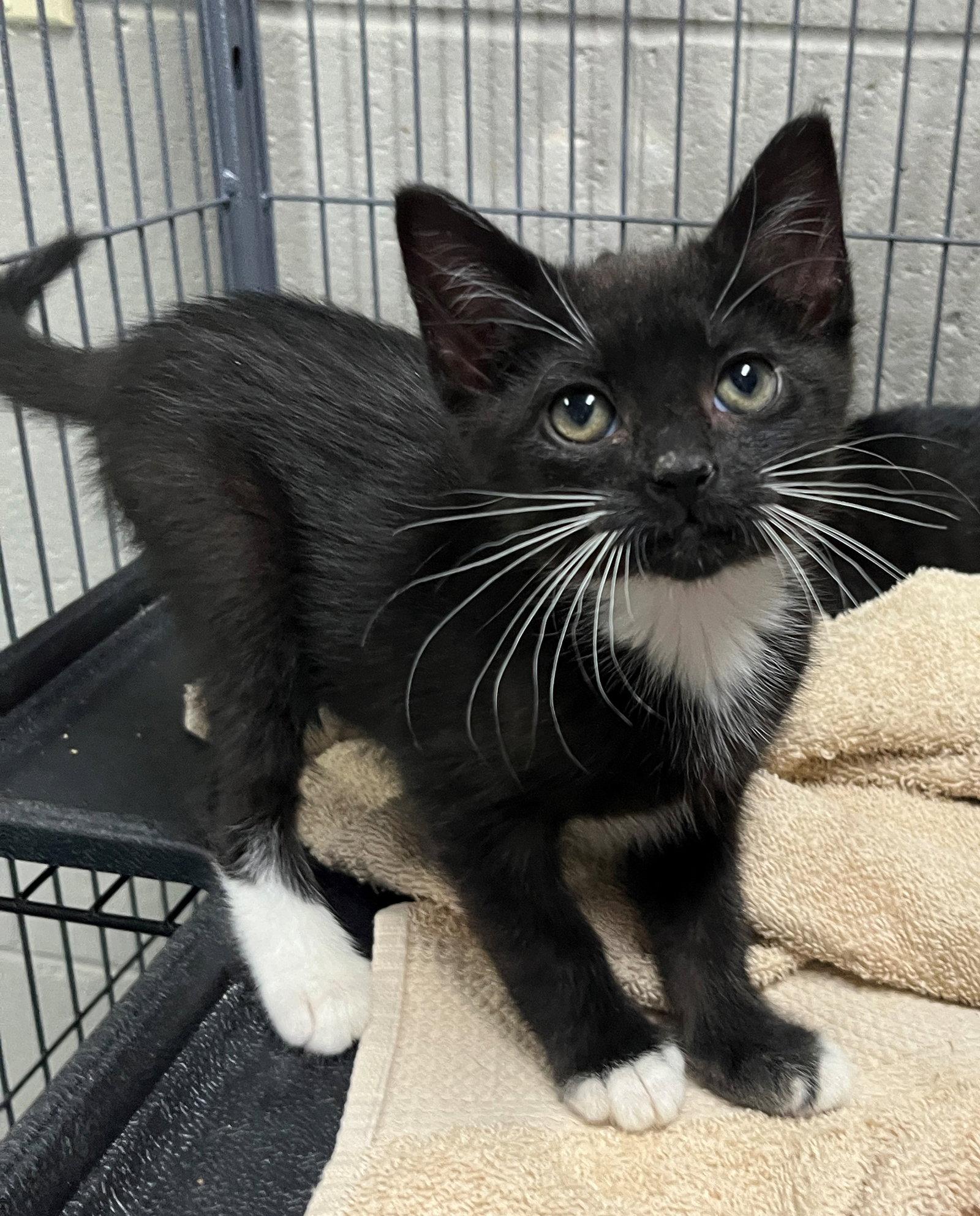 Narcissa, a Adopted Domestic Short Hair in Carrollton, GA image 3/3