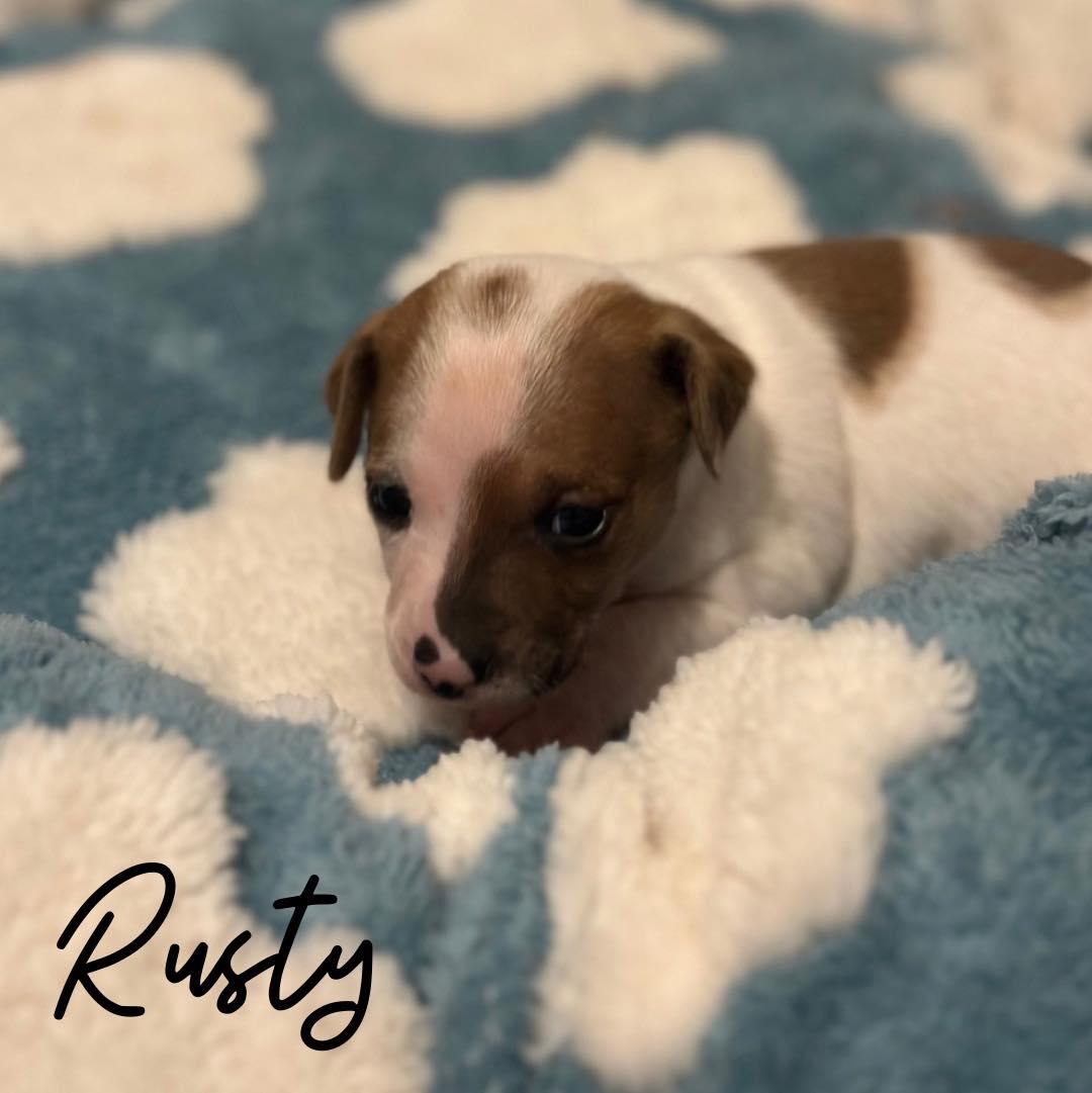 Rusty, Adopted, Puppy Male Mixed Breed.