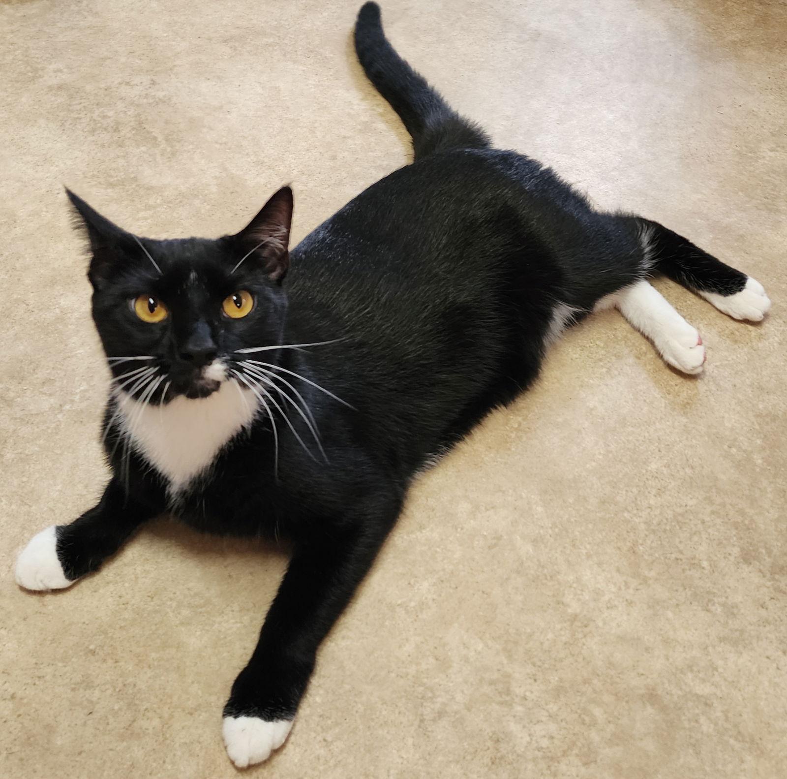 Zippy, a Adoptable mixed breed in Berkeley Springs, WV image 1/3