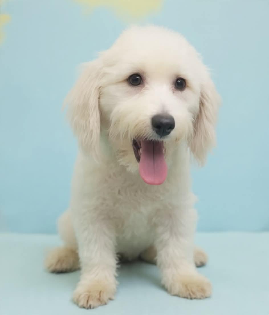 Luke, an adopted mixed breed in Wheelersburg, OH image 3/3