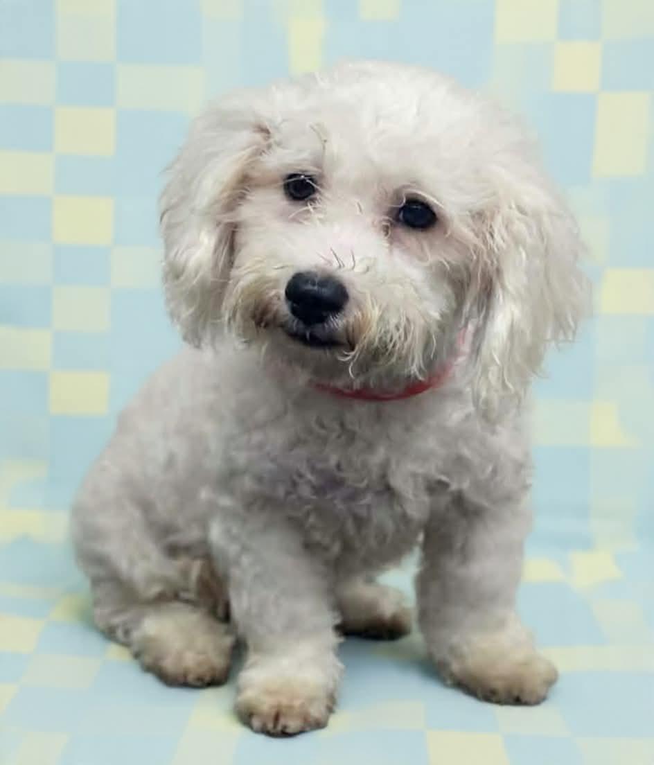 Luke, an adopted mixed breed in Wheelersburg, OH image 2/3
