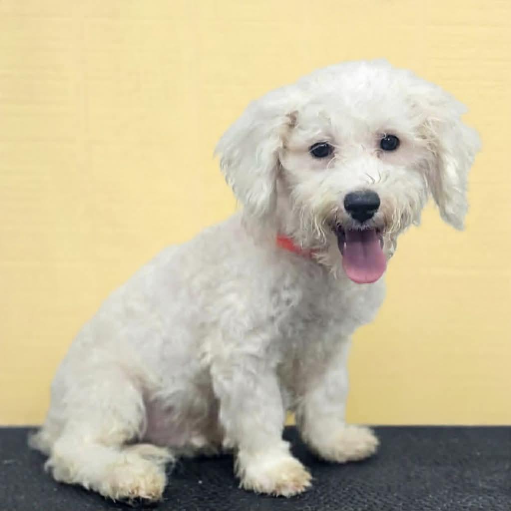 Luke, adopted, Puppy Male Bichon Frise & Poodle.