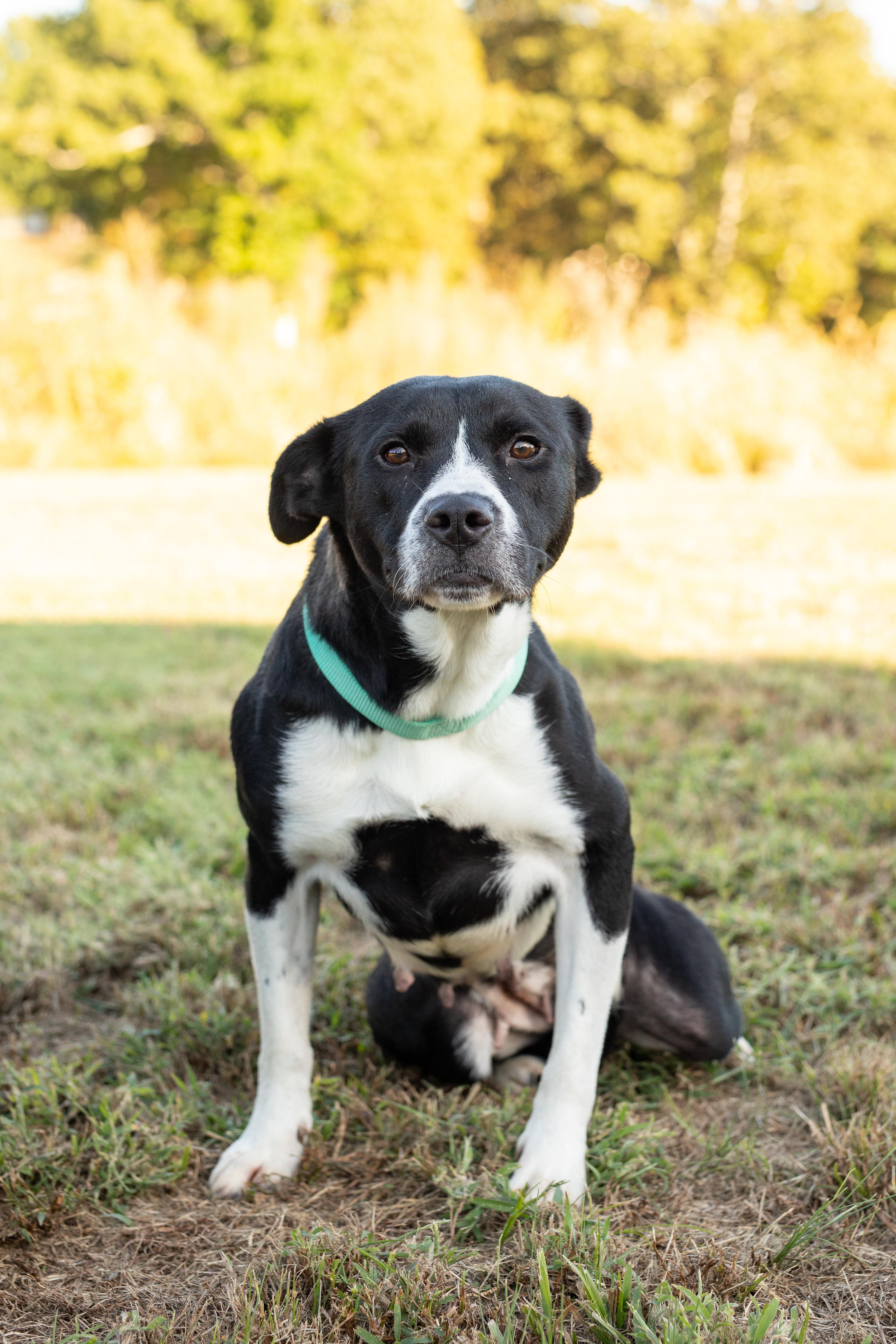 Nora, Adoptable, Young Female Pit Bull Terrier.