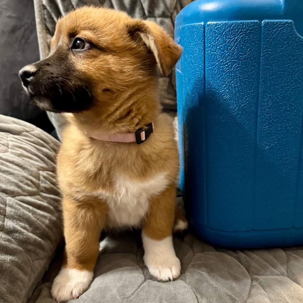 Tam, Adoptable, Puppy Female Shepherd.