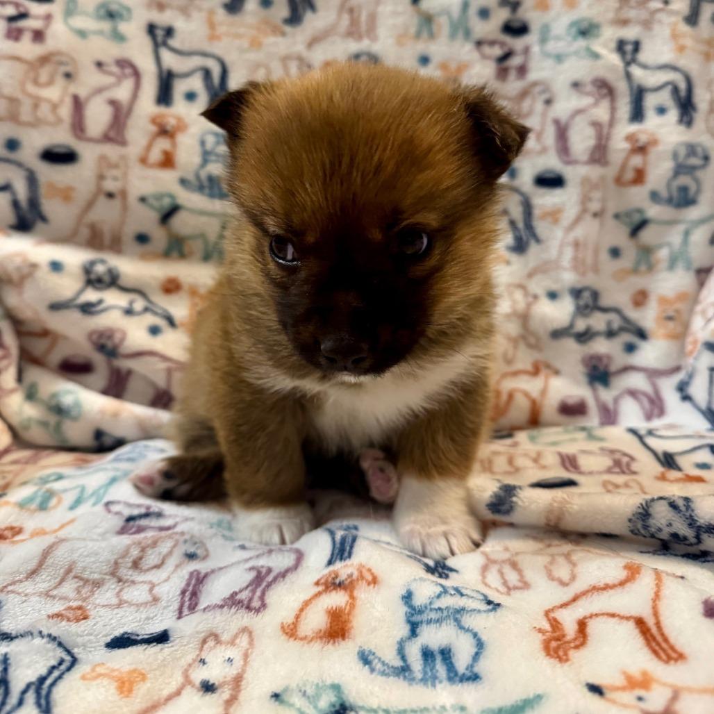 Tam, Adoptable, Puppy Female Shepherd.