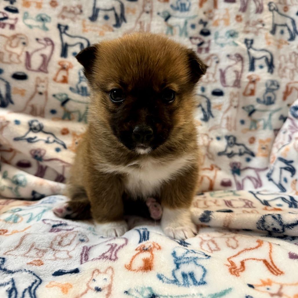 Tam, a Adoptable Shepherd in Tuba City, AZ image 2/6