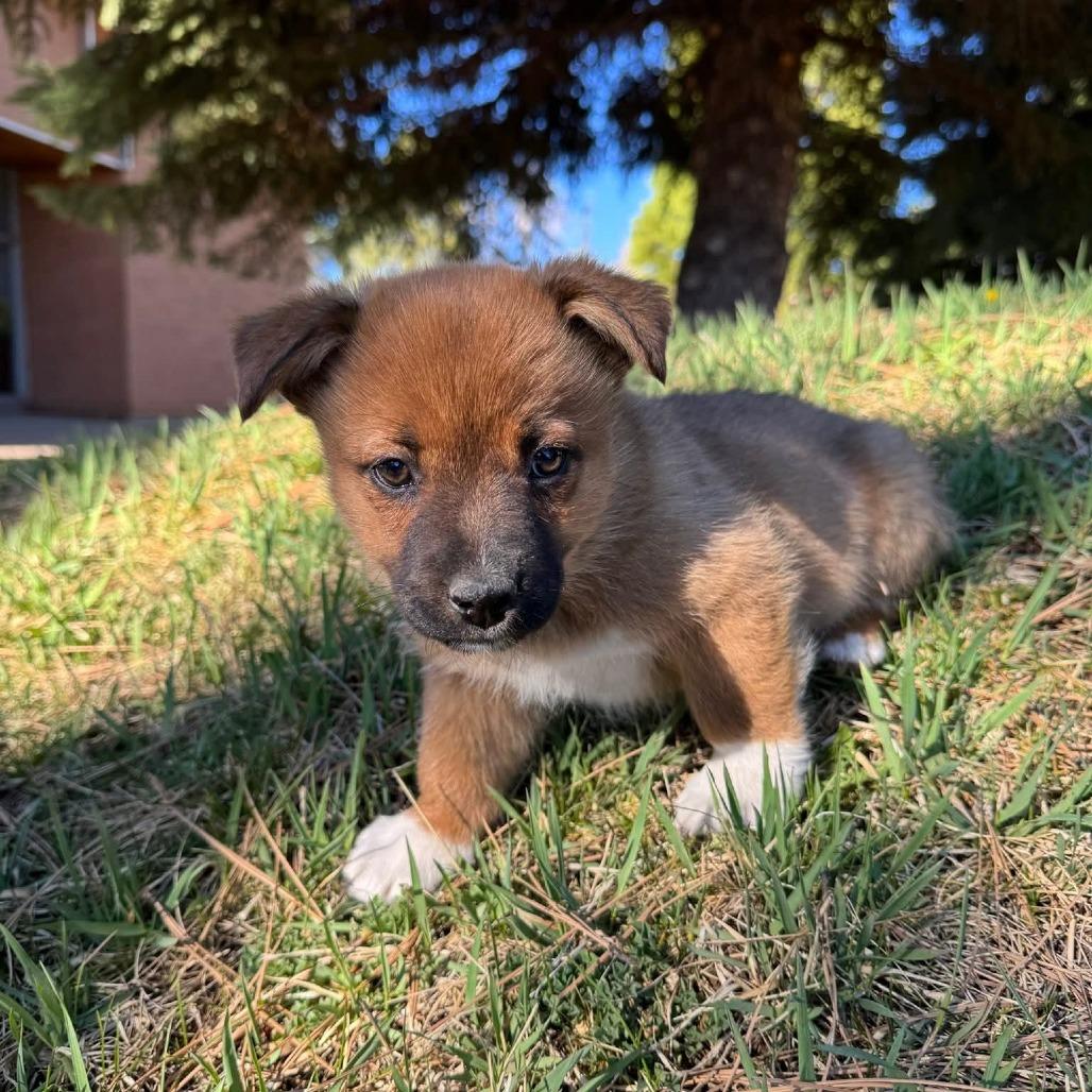 Tam, a Adoptable Shepherd in Tuba City, AZ image 3/6