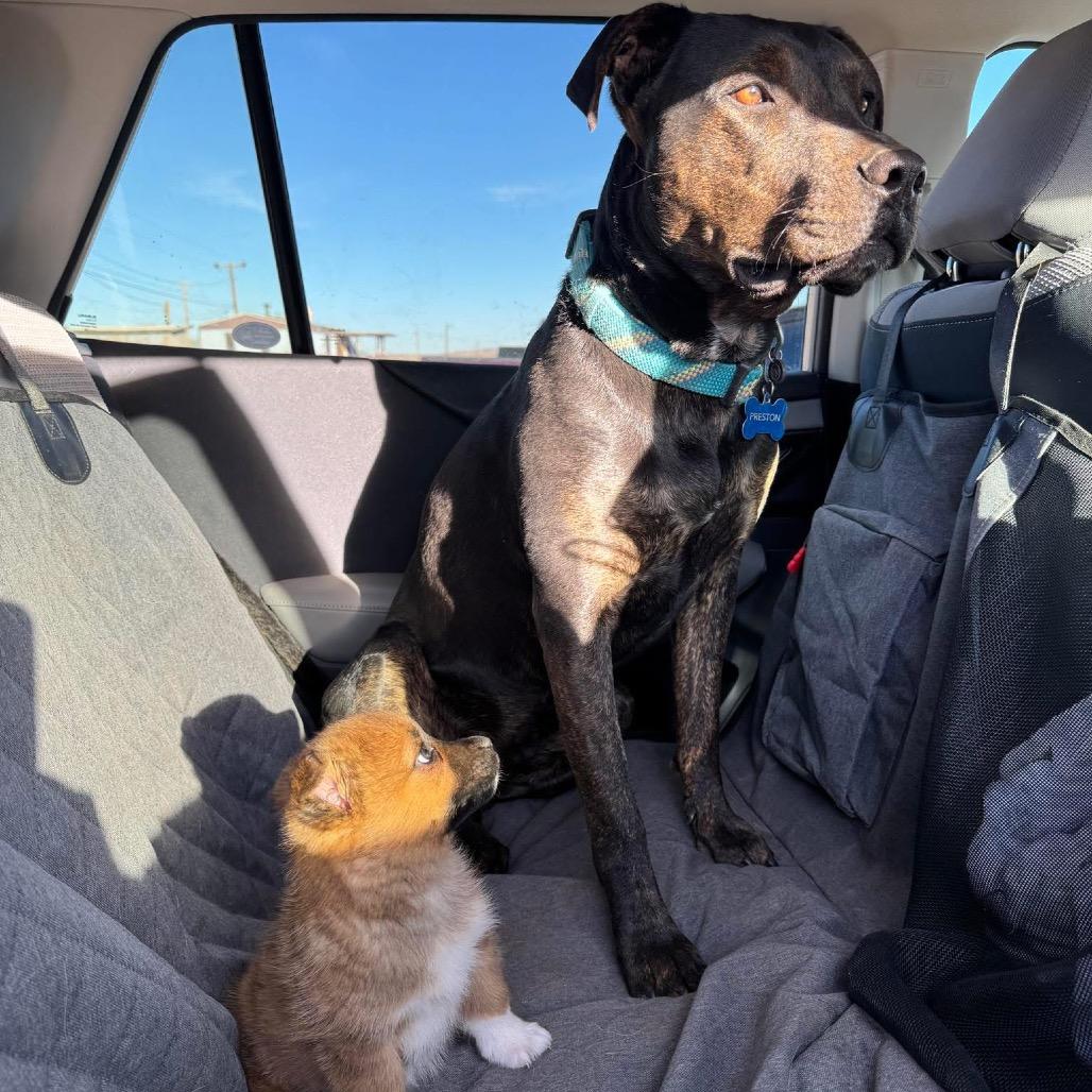 Tam, a Adoptable Shepherd in Tuba City, AZ image 5/6