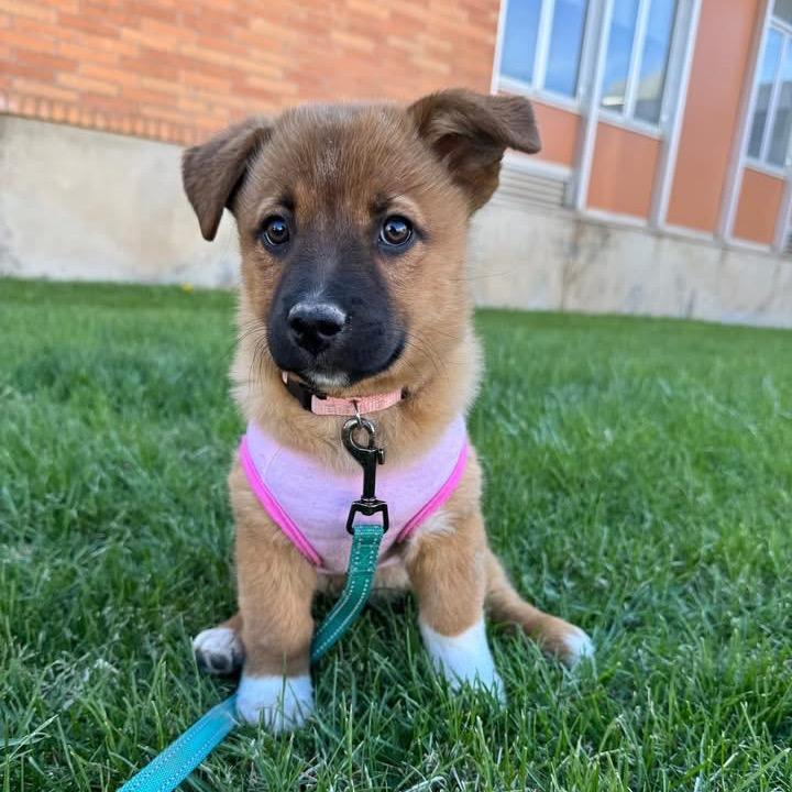 Tam, a Adoptable Shepherd in Tuba City, AZ image 6/6
