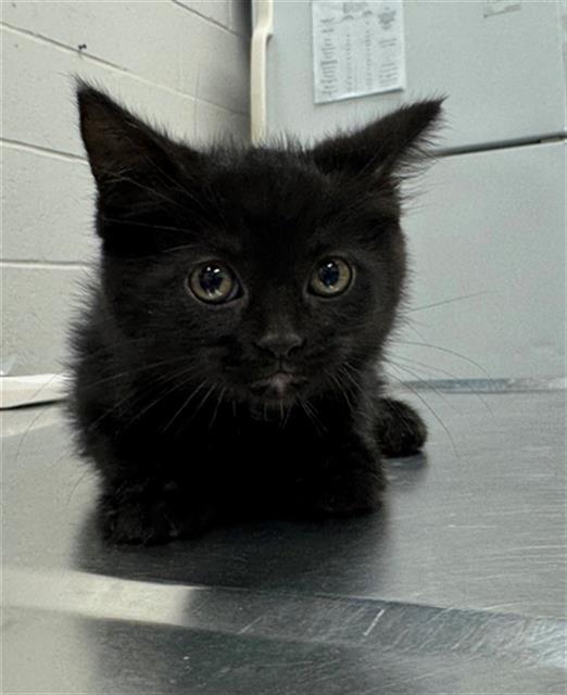 SALAMANDER, Adoptable, Kitten Male Domestic Short Hair.
