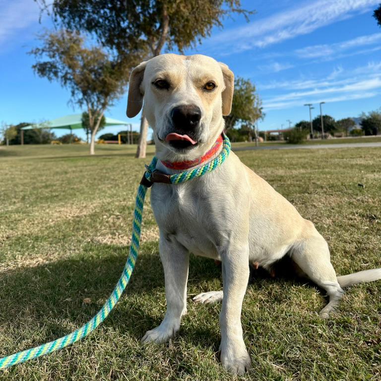 Enlarge Bingo Sparkles, a Adoptable mixed breed in Glendale, AZ image 1/3