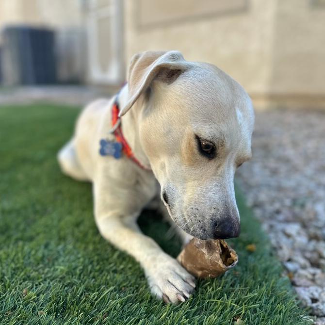 Enlarge Bingo Sparkles, a Adoptable mixed breed in Glendale, AZ image 2/3