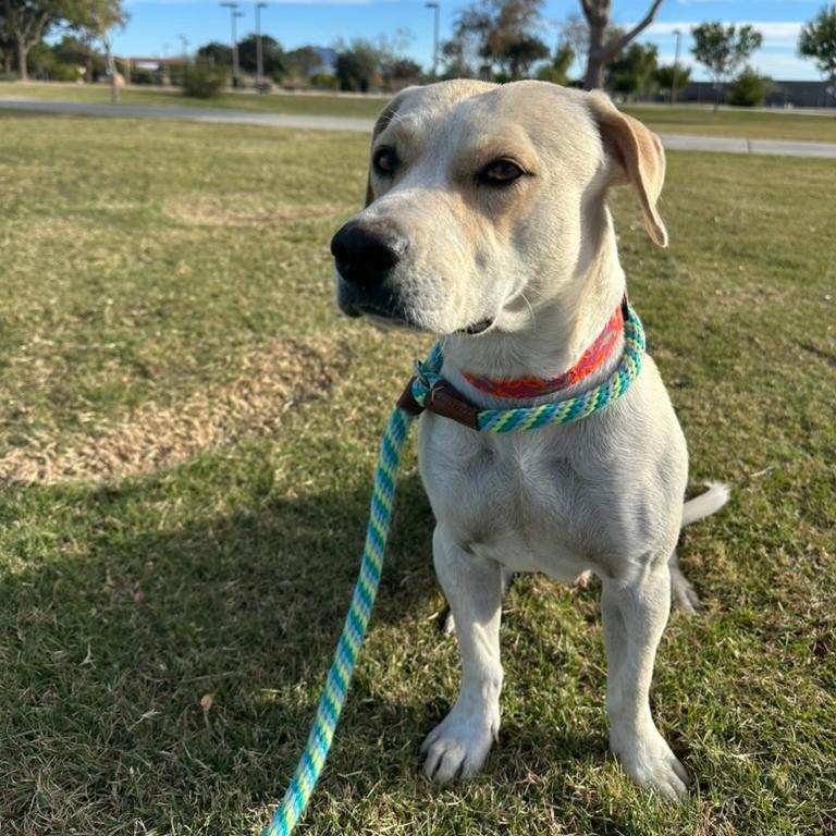Enlarge Bingo Sparkles, a Adoptable mixed breed in Glendale, AZ image 3/3