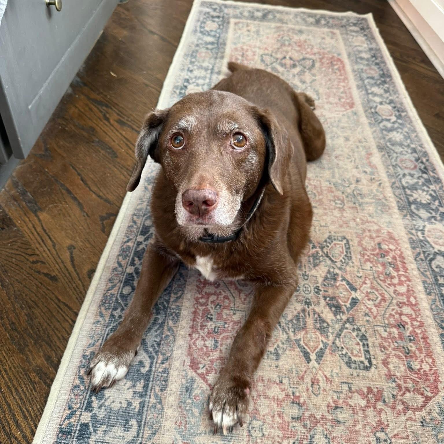Daisy, ADOPTABLE, Senior Female Chocolate Labrador Retriever & Beagle.