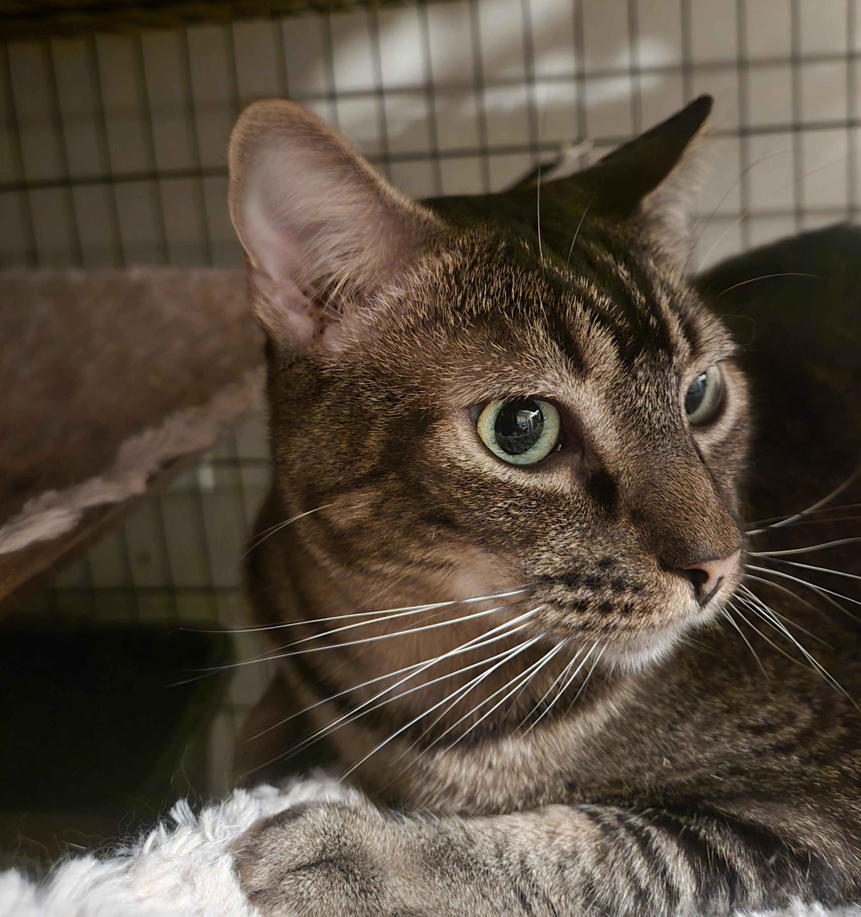 Dario, a Adoptable mixed breed in Monrovia, CA image 2/5