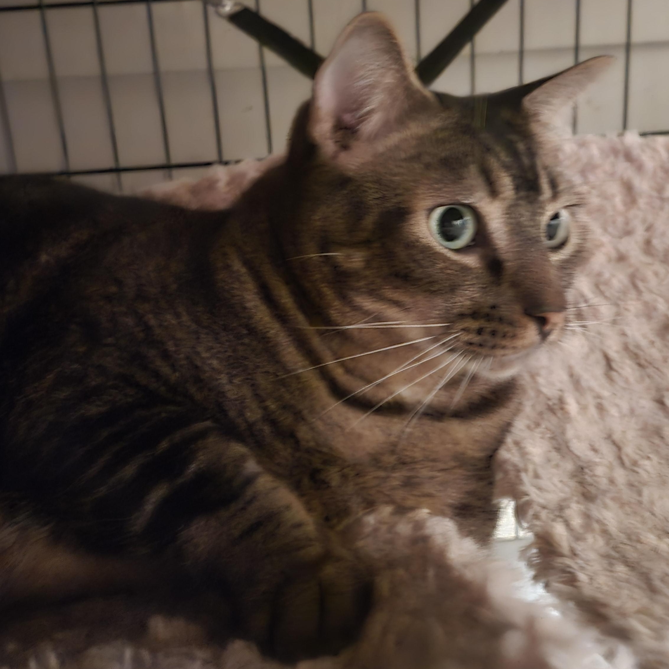 Dario, an adoptable Domestic Short Hair, Tabby in Monrovia, CA, 91016 | Photo Image 3