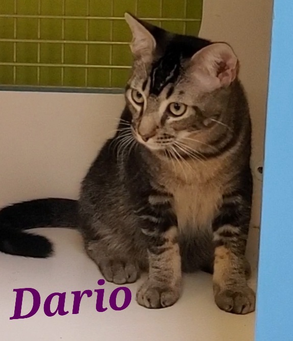 Dario, an adoptable Domestic Short Hair, Tabby in Monrovia, CA, 91016 | Photo Image 2
