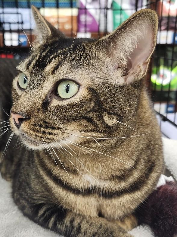 Dario, Adoptable, Adult Male Domestic Short Hair & Tabby.