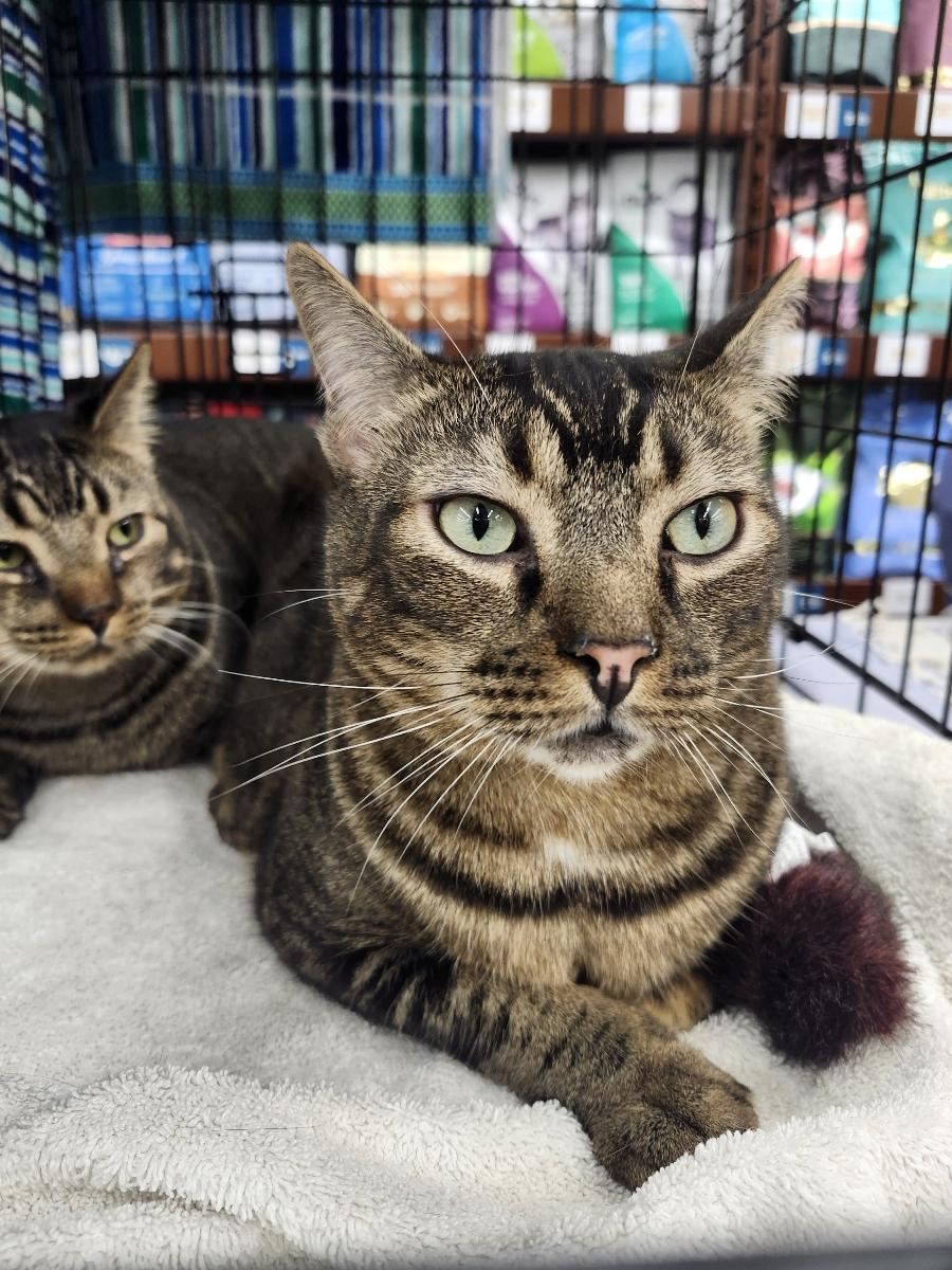 Dario, an adoptable Domestic Short Hair, Tabby in Monrovia, CA, 91016 | Photo Image 5